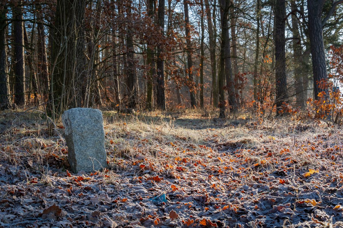 Piatră de hotar într-o pădure germană, într-o dimineață cu brumă