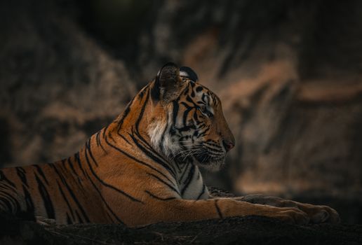Close-up of a Bengal tiger resting gracefully in the wild, showcasing stunning stripes.