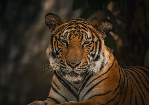 Close-up portrait of a Bengal tiger (Panthera tigris tigris) in its natural habitat, showcasing its striking stripes.