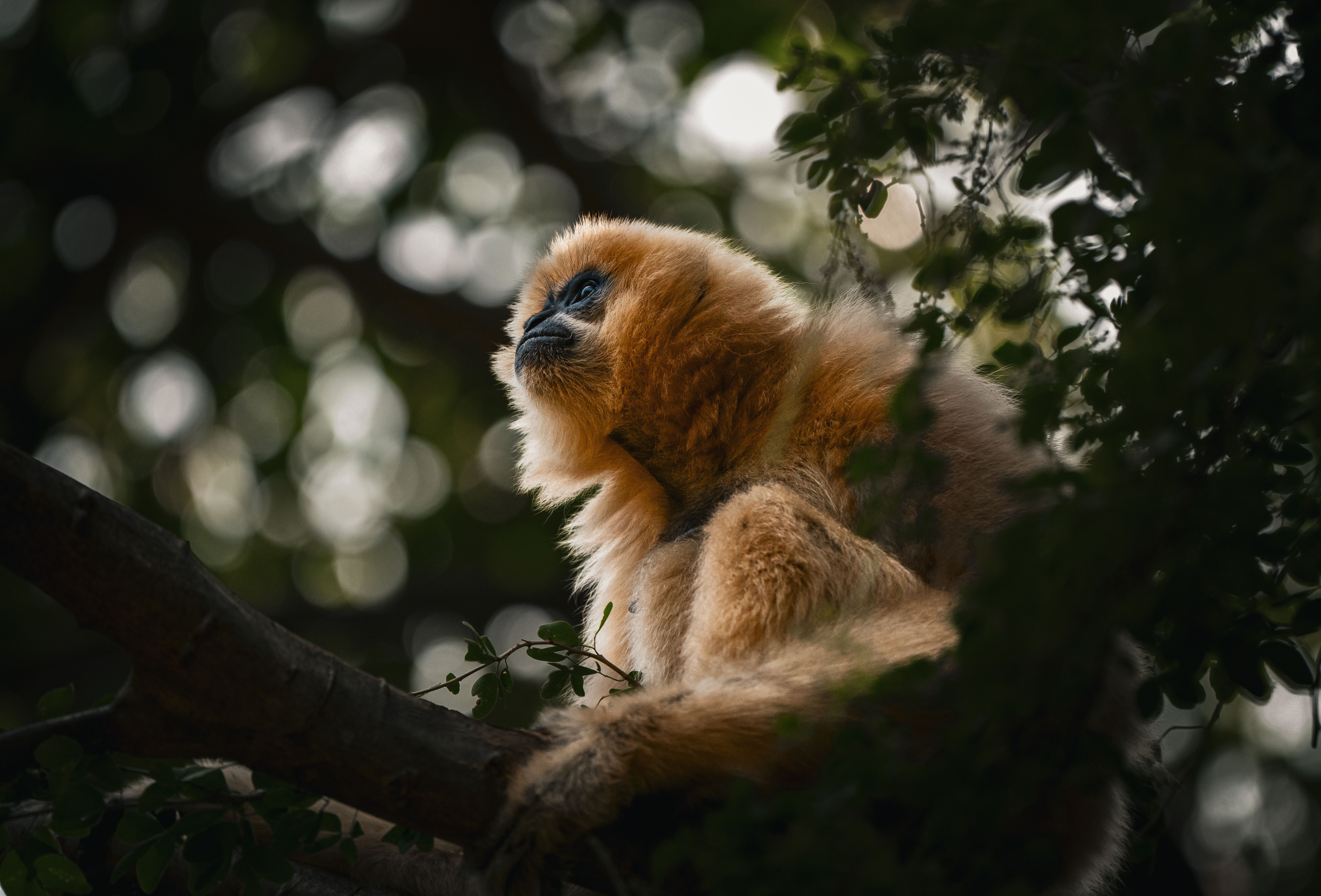A serene image of a golden gibbon perched on a tree, surrounded by lush greenery, illustrating wildlife in its natural habitat.