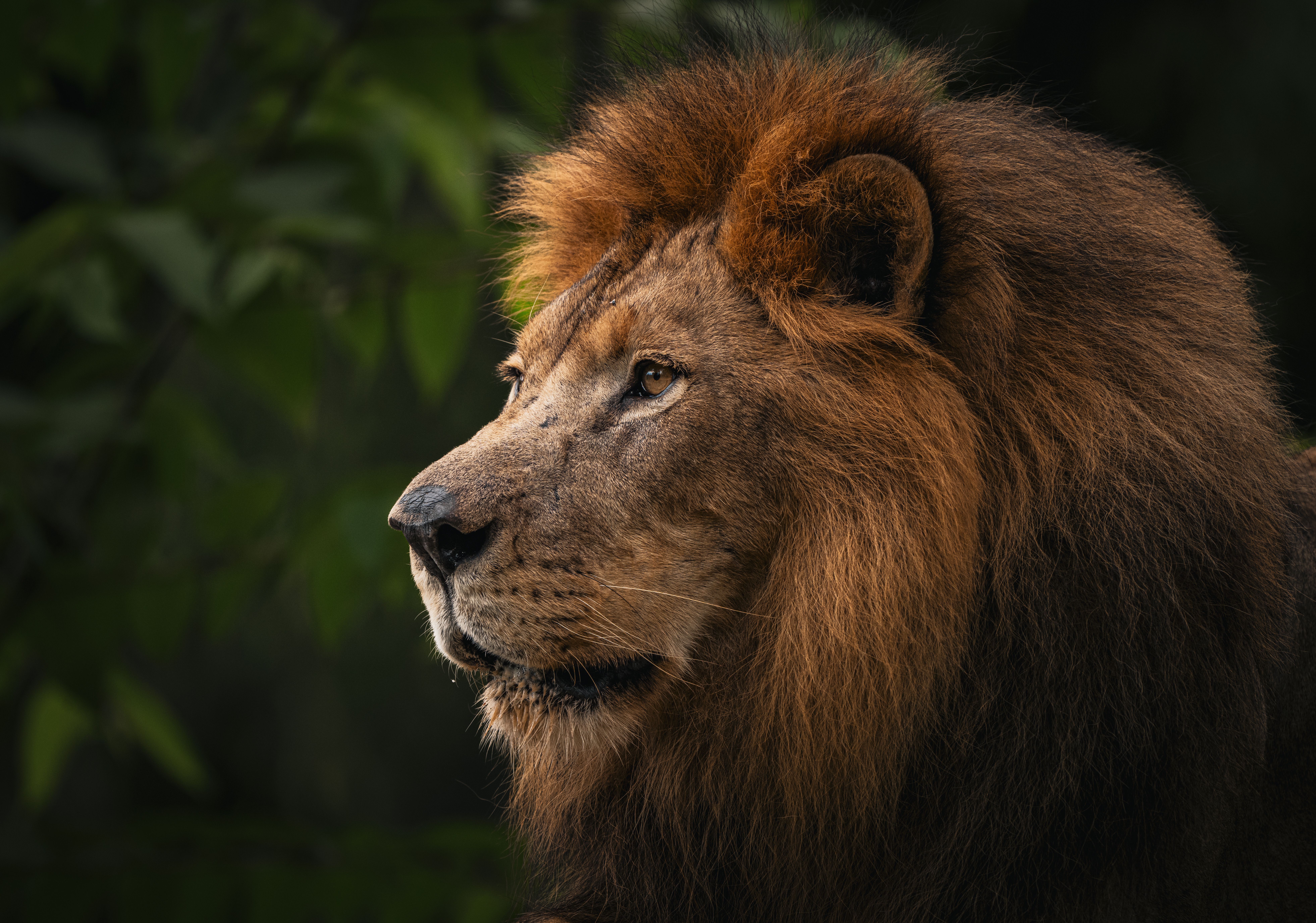 Close-up of a majestic lion in a lush green environment showcasing its regal mane.