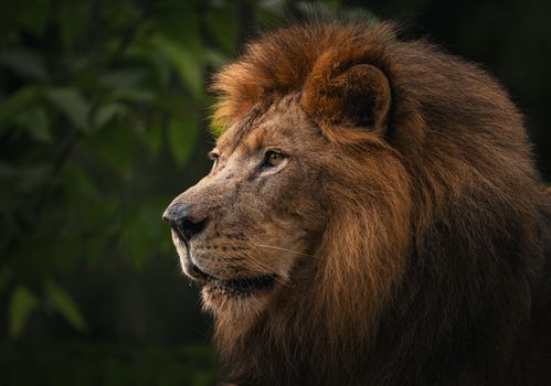 Close-up of a majestic lion in a lush green environment showcasing its regal mane.