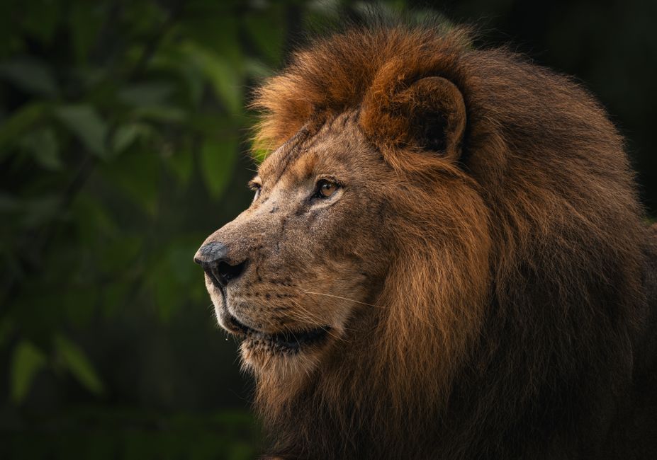 Close-up of a majestic lion in a lush green environment showcasing its regal mane.