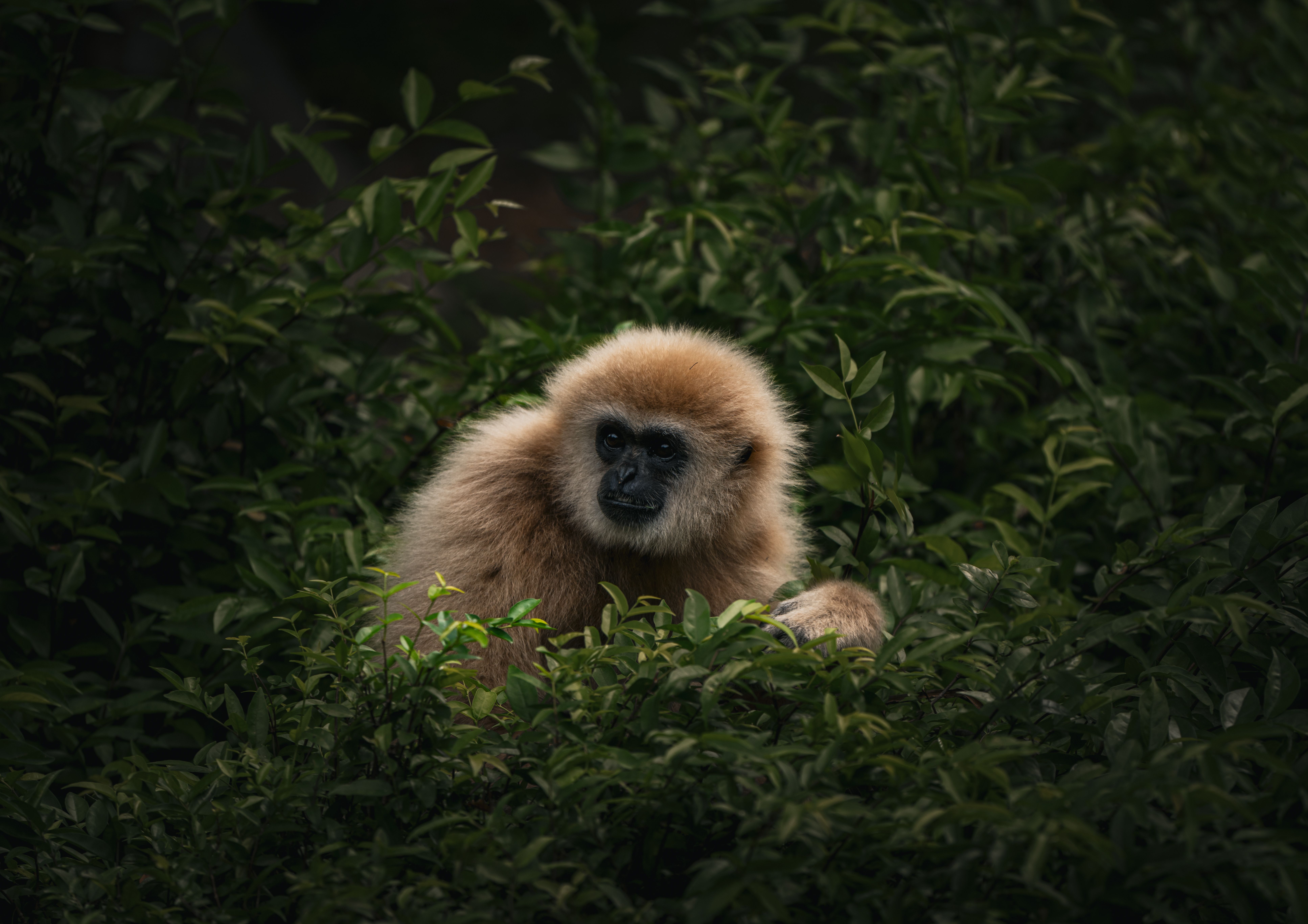 A gibbon peering through dense green foliage, capturing the essence of wildlife photography.