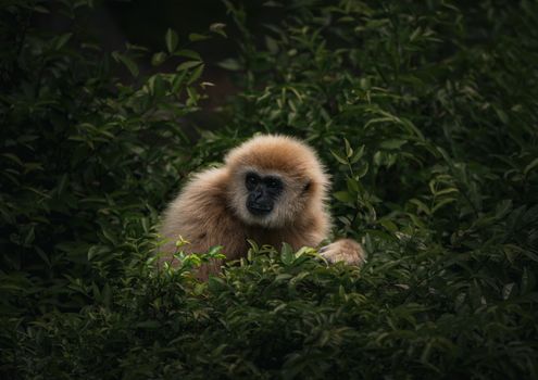 A gibbon peering through dense green foliage, capturing the essence of wildlife photography.