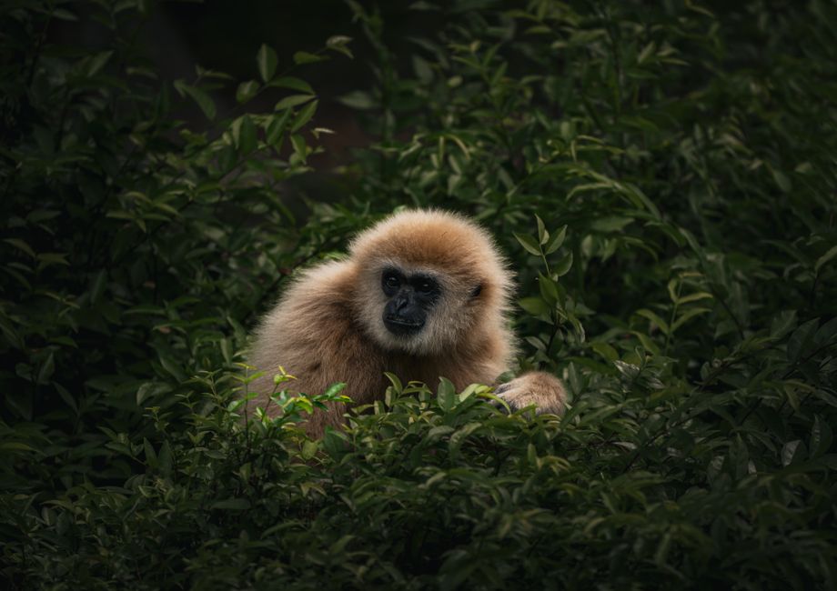 A gibbon peering through dense green foliage, capturing the essence of wildlife photography.
