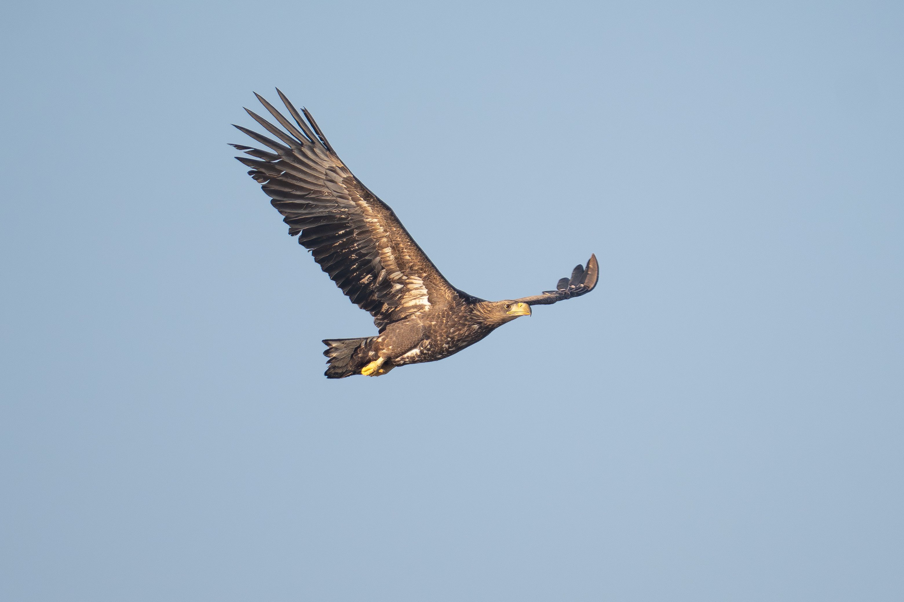 A white-tailed eagle in flight with wings fully spread against a pale sky.