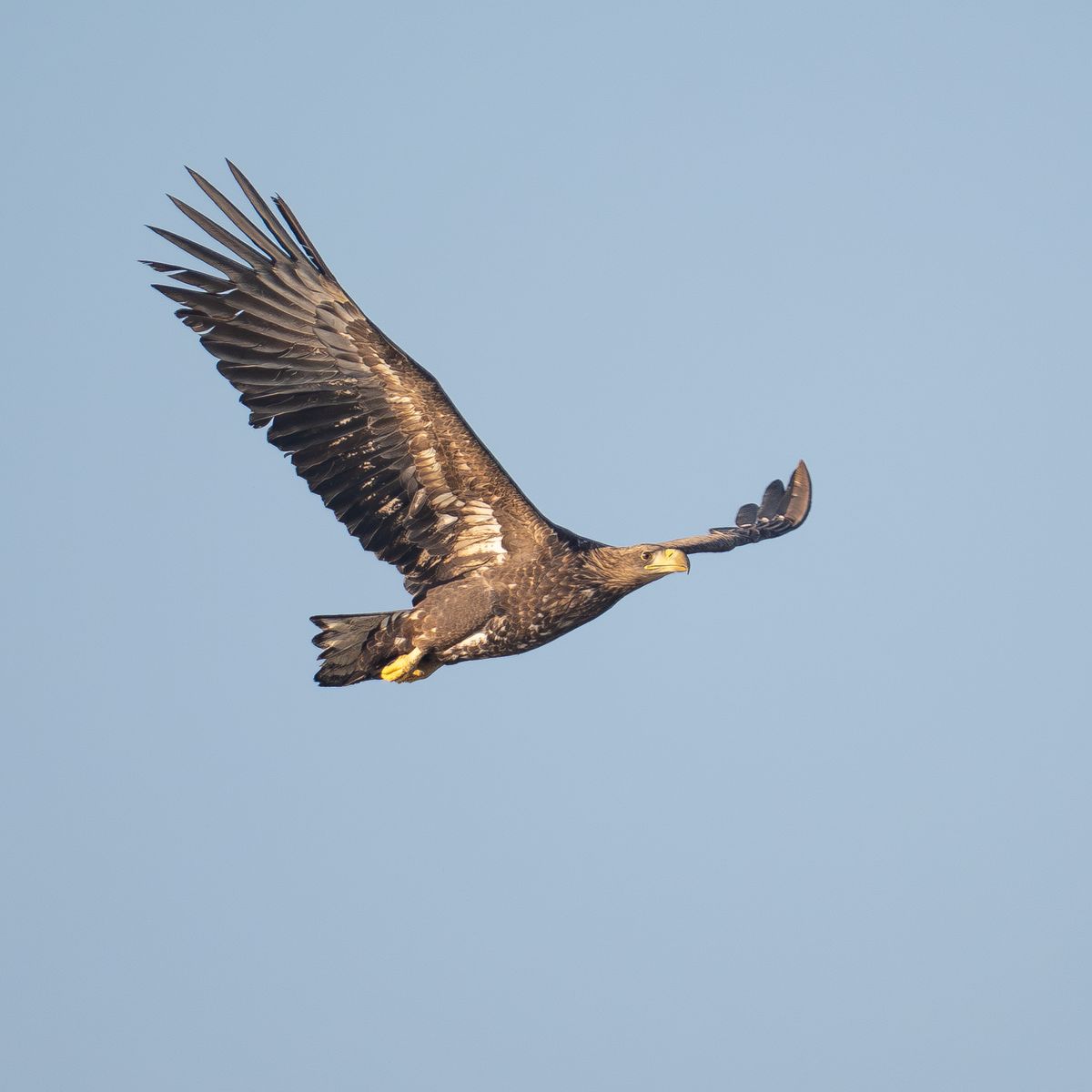 A white-tailed eagle in flight with wings fully spread against a pale sky.