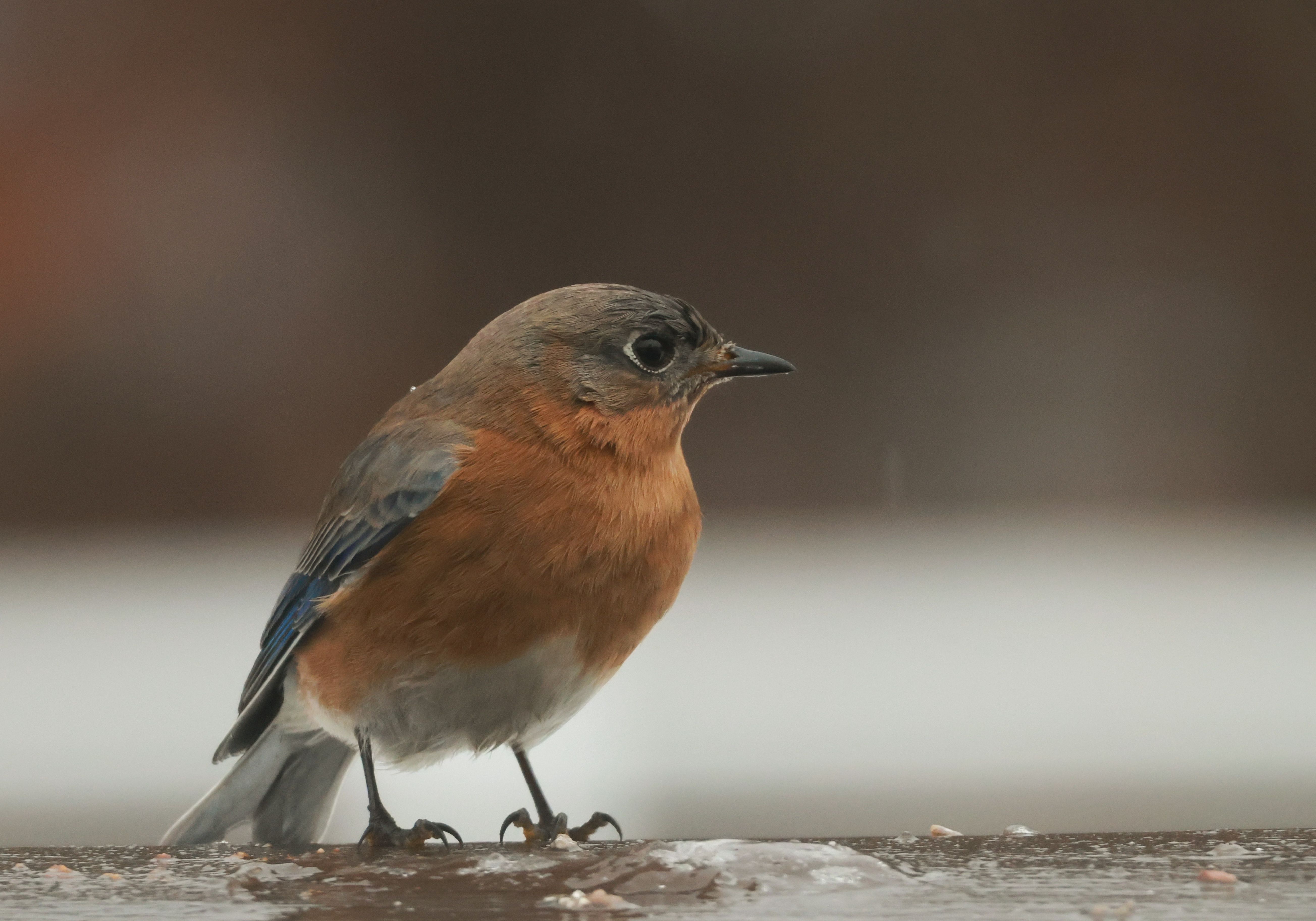 Close-Up of Eastern Bluebird on a Winter Day · Free Stock Photo