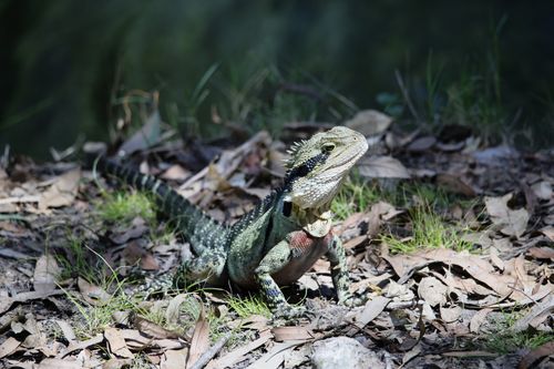 Free An Eastern Water Dragon (Intellagama lesueurii) basking in sunlight on dry leaves outdoors. Stock Photo