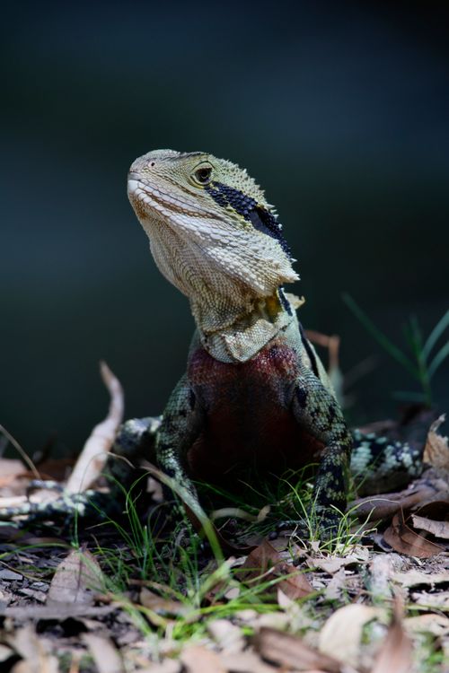 Free Close-up of an Eastern Water Dragon in its natural habitat, showcasing its detailed scales. Stock Photo