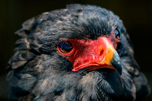 Detailed close-up of a Bateleur eagle showcasing its intricate feathers and striking colors.