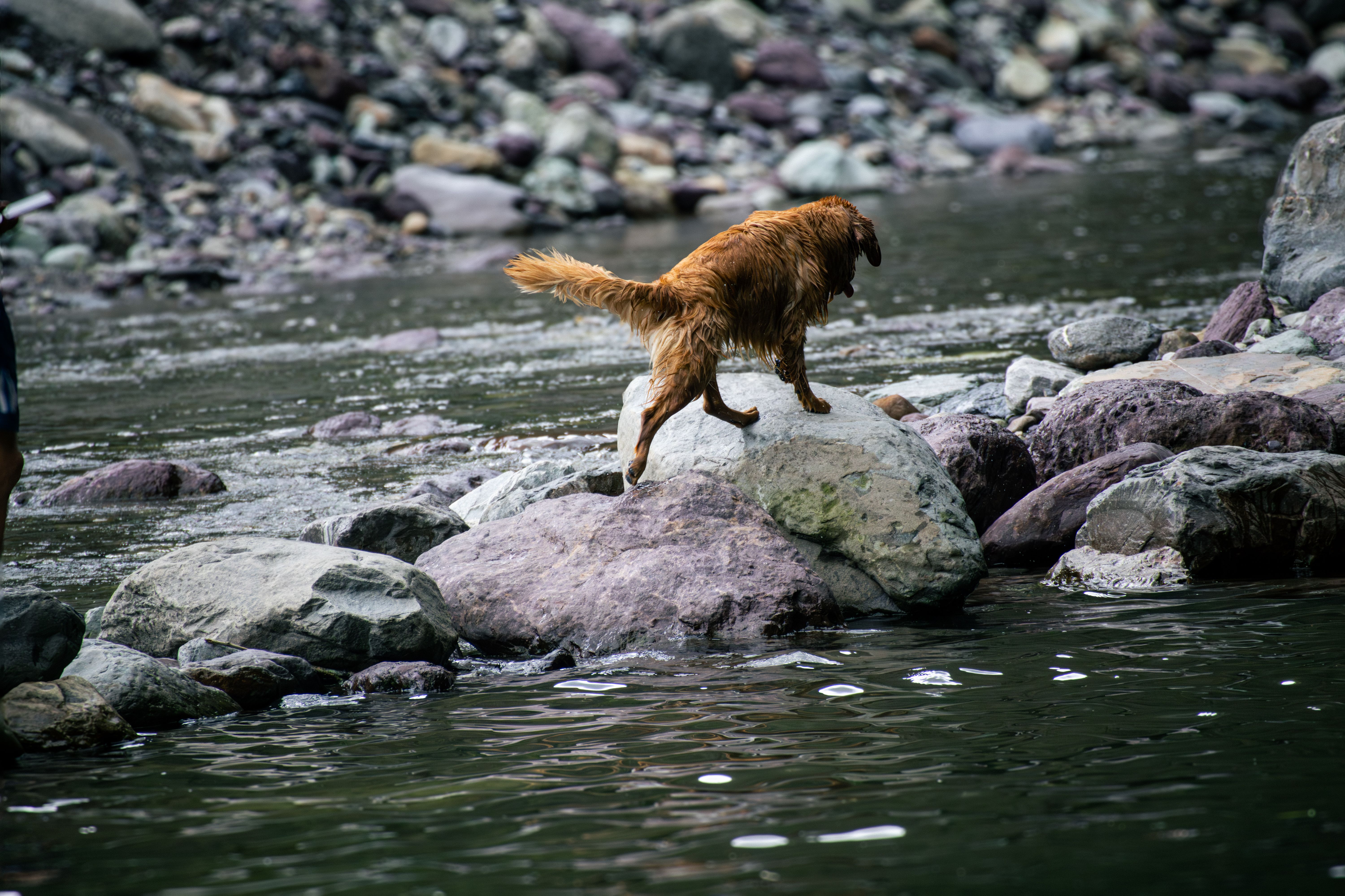 dog crossing a shallow creek on Sanitas Valley trail