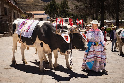 Festive parade with ornamented cows and traditionally dressed women in Caylloma, Peru's highlands.
