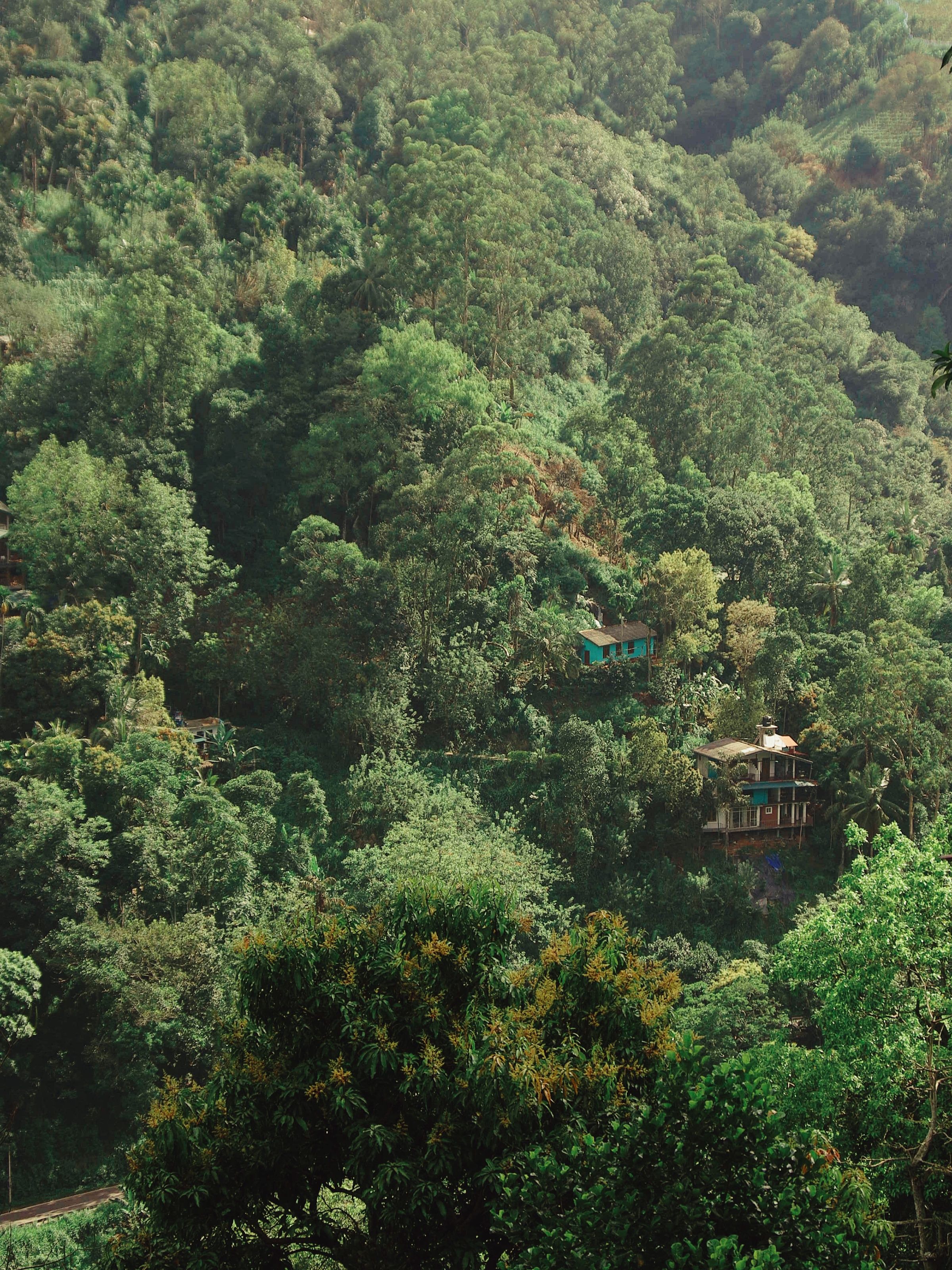 Aerial View of Lush Green Forest with Houses · Free Stock Photo