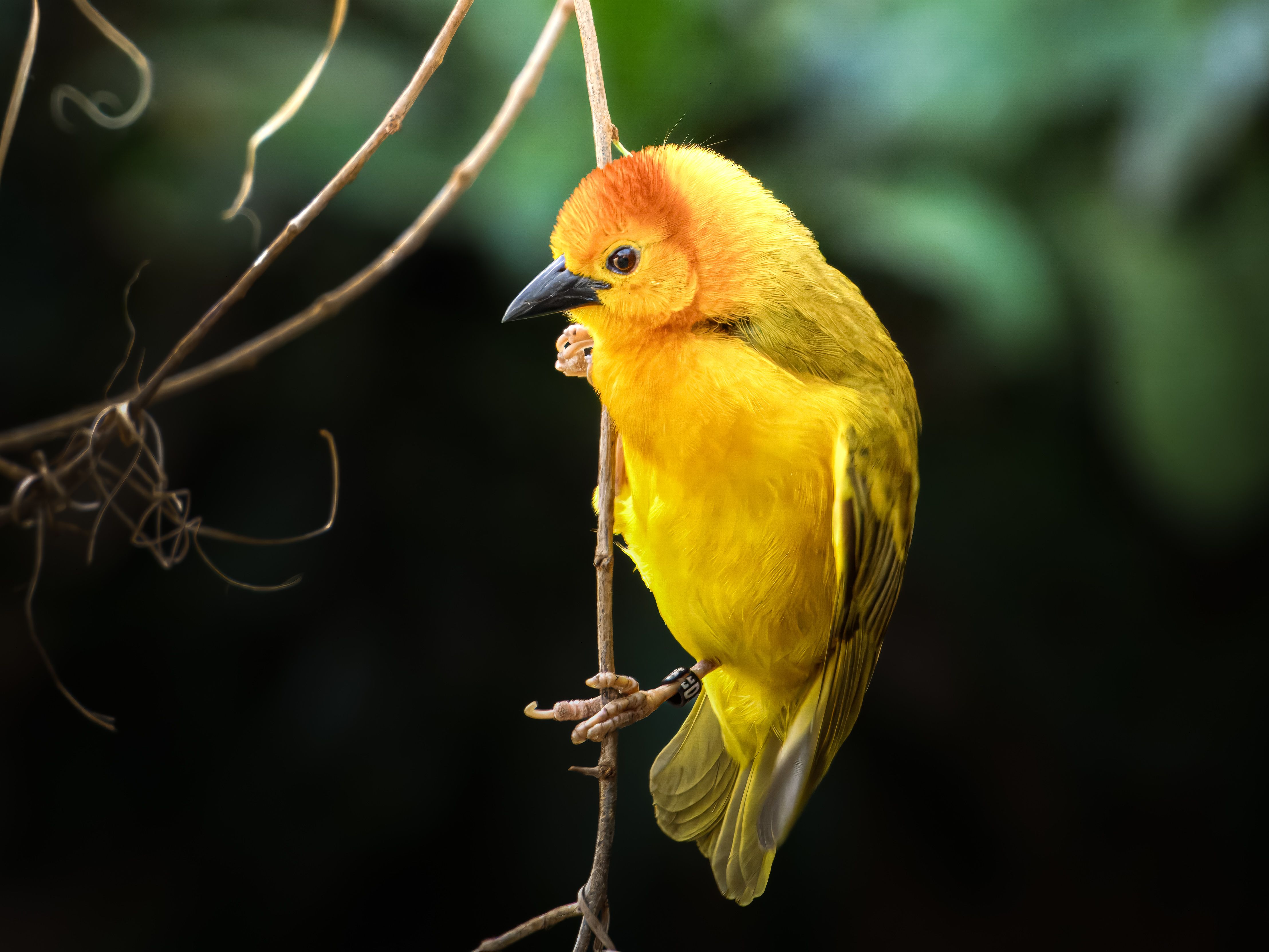 Bright Yellow Bird Perched on a Branch · Free Stock Photo