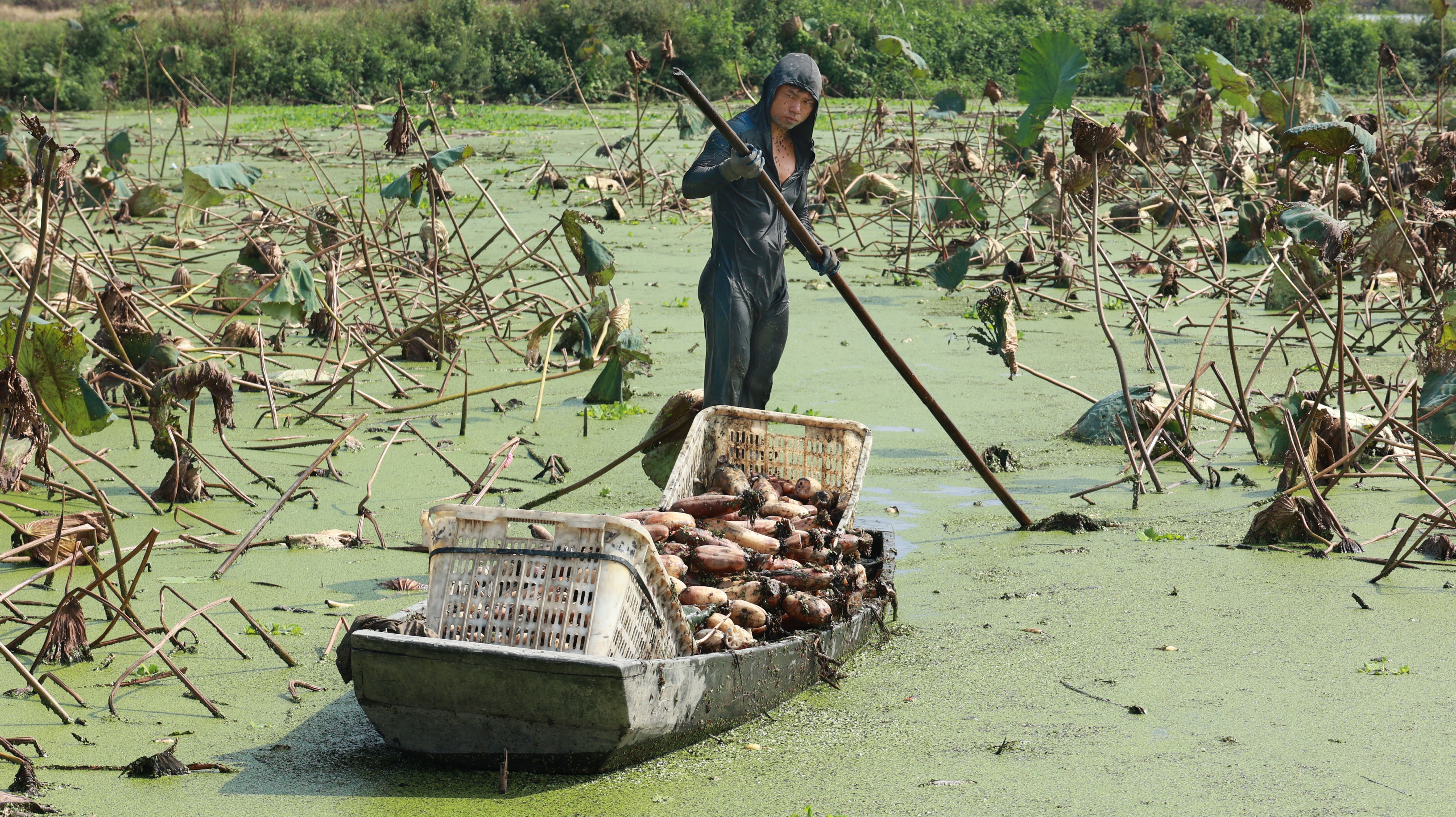 Worker Harvesting Lotus Roots in Scenic Wetlands · Free Stock Photo