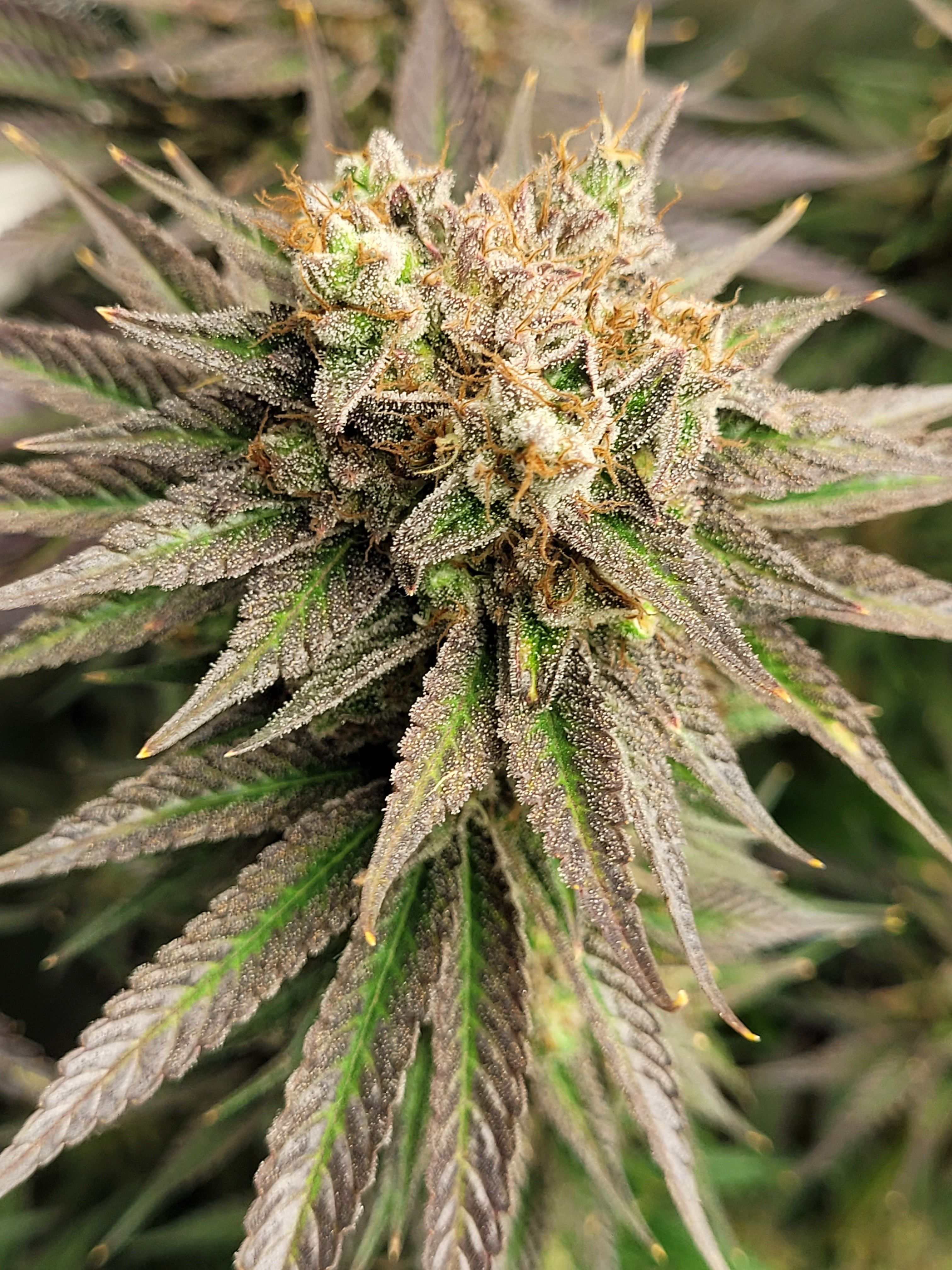 Detailed close-up of a cannabis plant highlighting the bud and trichomes in Germany.