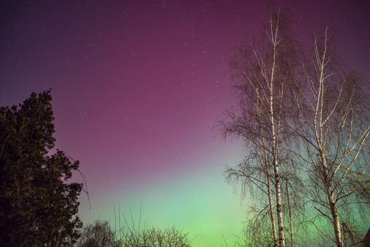 Captivating view of aurora borealis over a forest in Poland with vibrant purple and green hues.