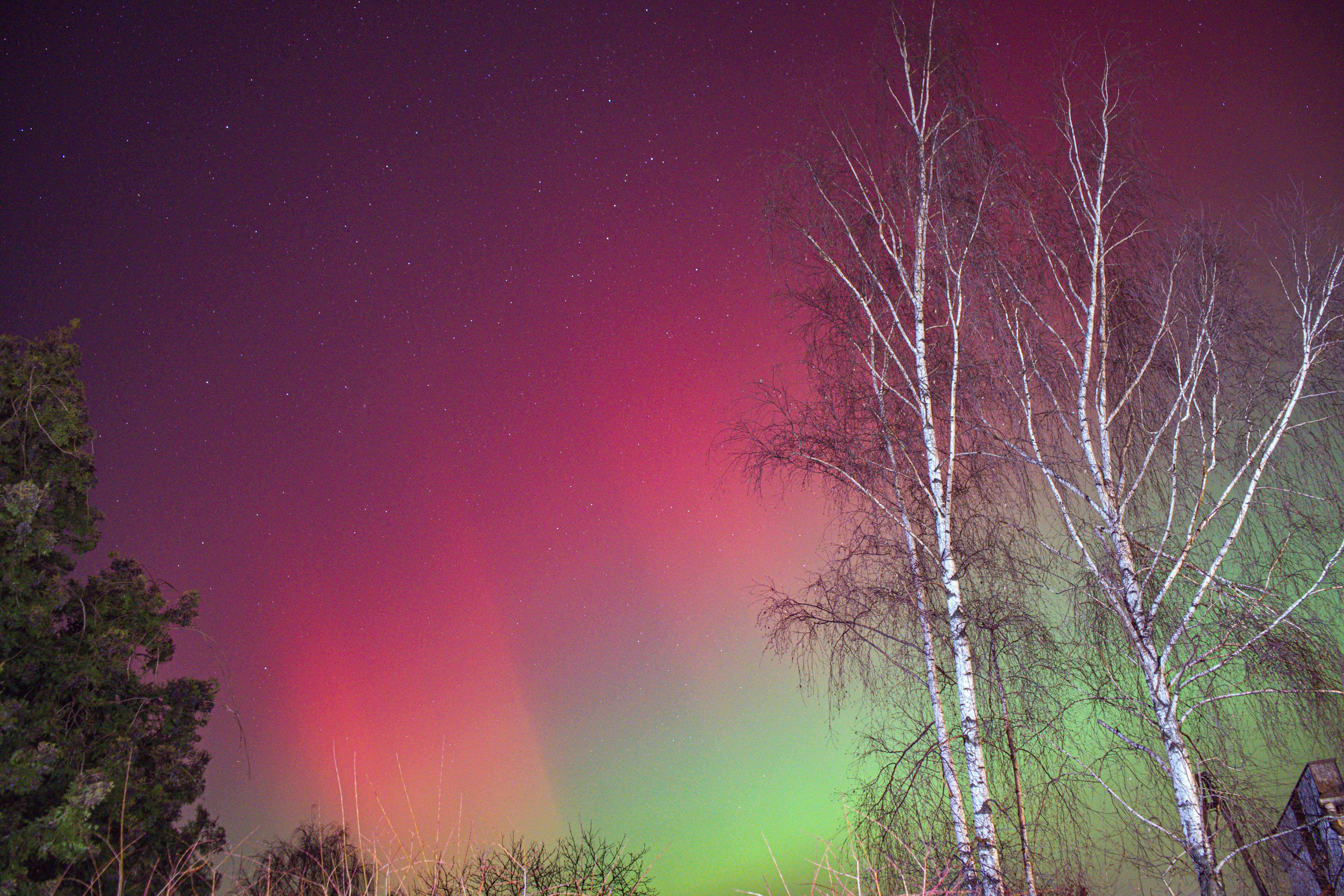 Stunning view of red and green aurora borealis illuminating a starry night sky over Polish birch trees.