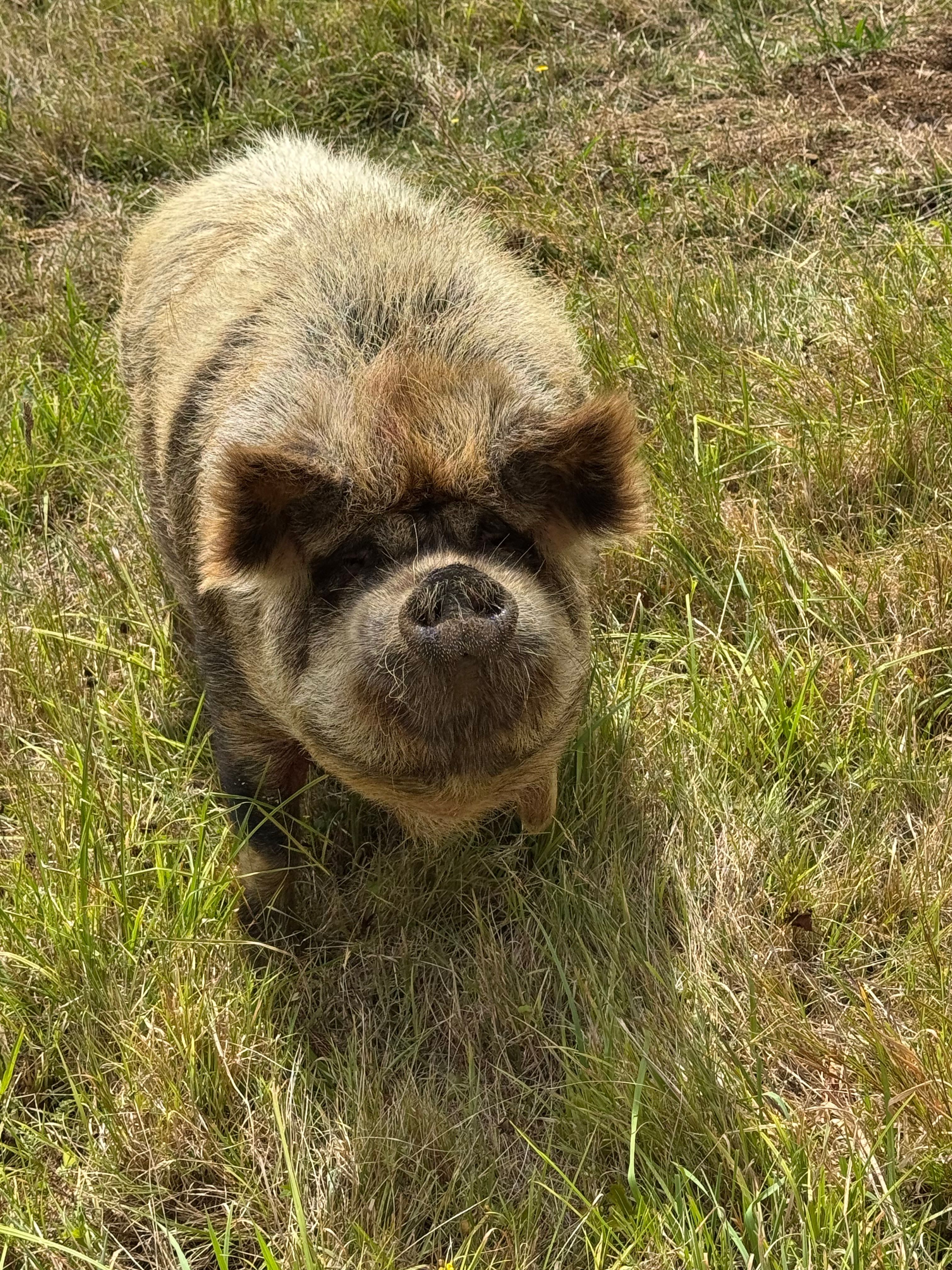 Cute Pig in Sunny Grass Field Outdoors · Free Stock Photo