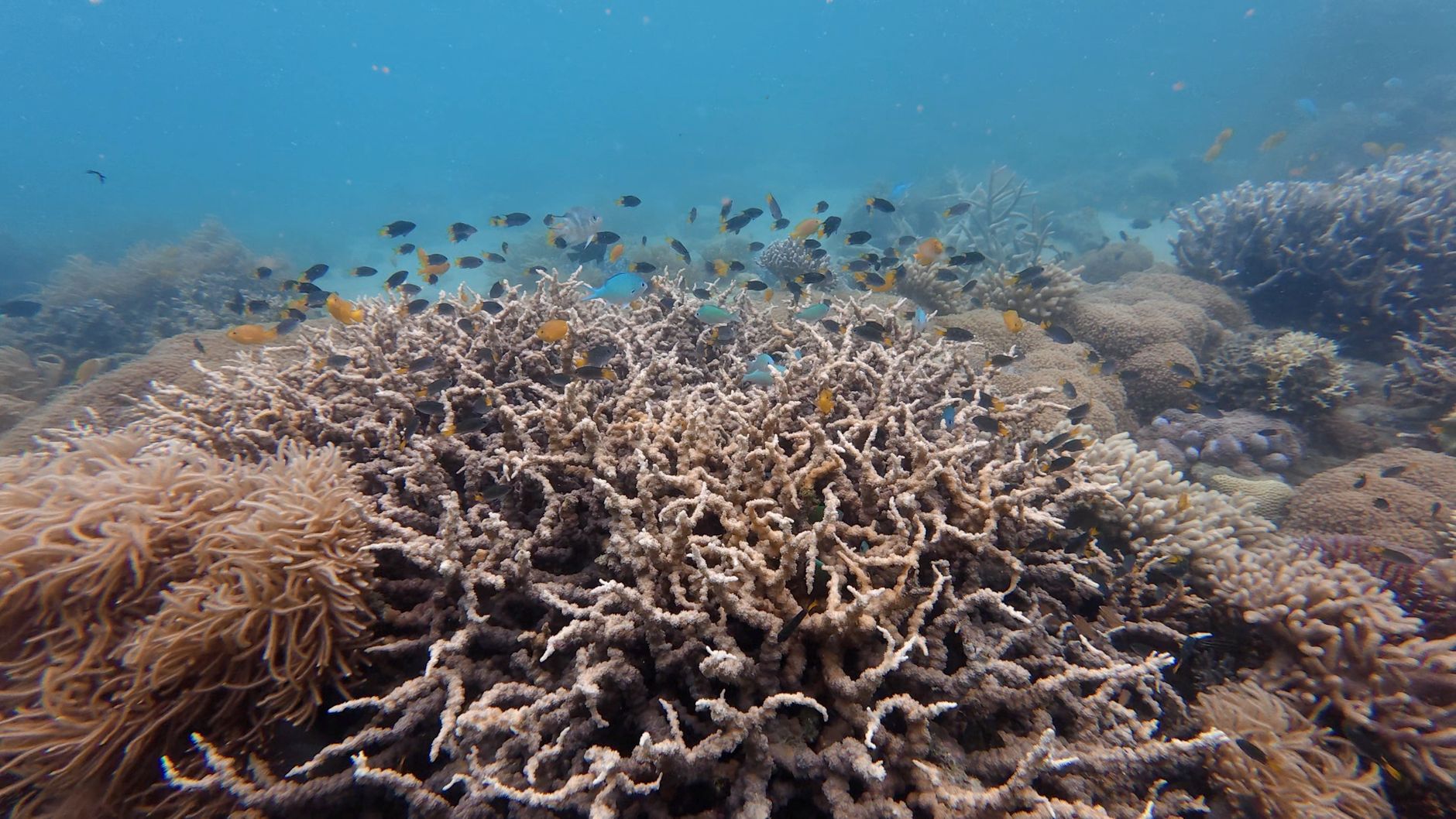 Great Barrier Reef, Australia