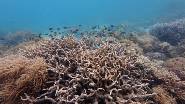 Heart Reef helicopter scenic — Great Barrier Reef