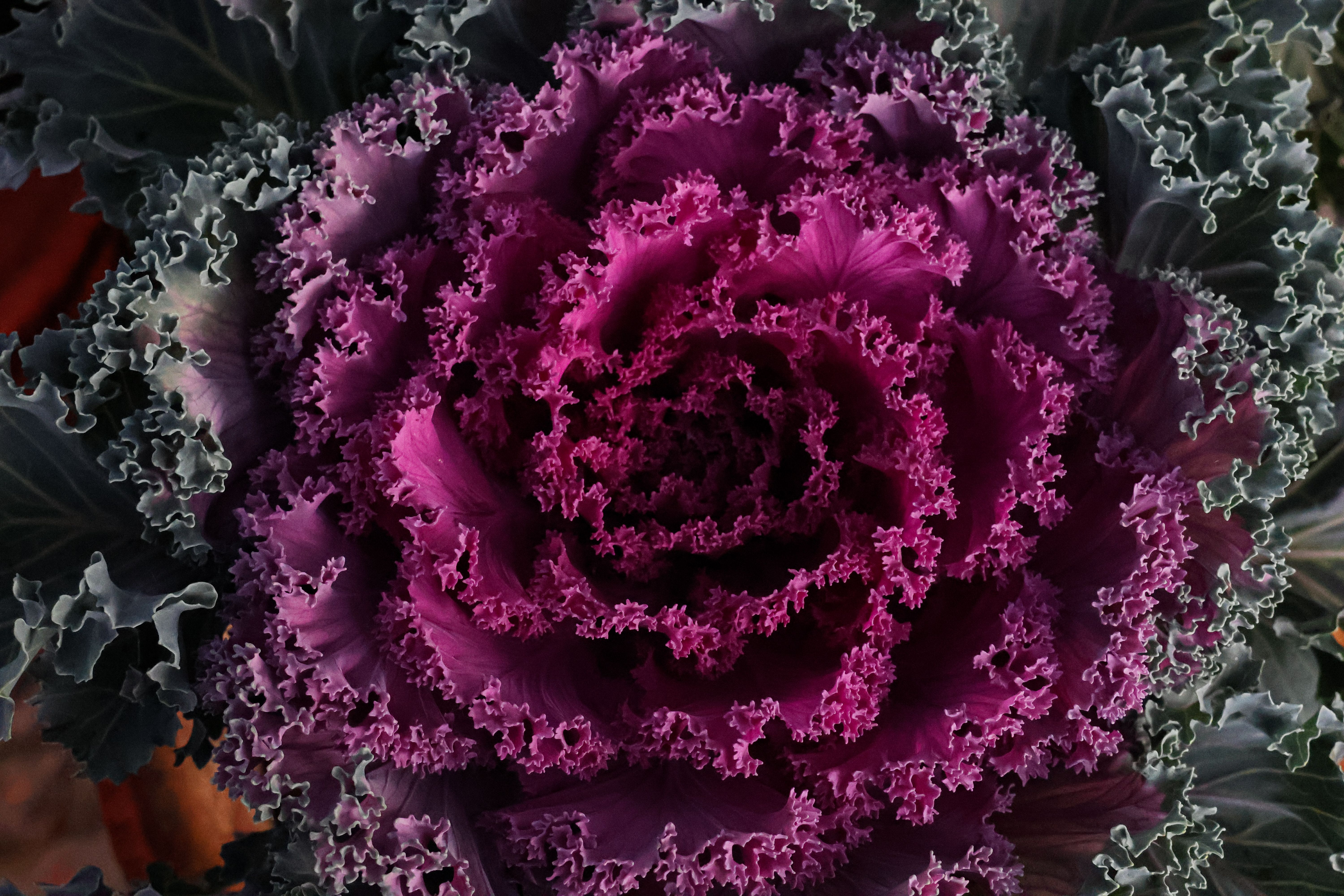 Gros plan détaillé d'un chou ornemental d'un violet éclatant, mettant en valeur ses feuilles frisées et complexes.