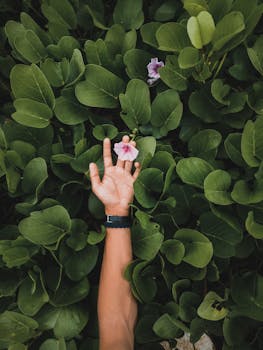 person holding purple flower
