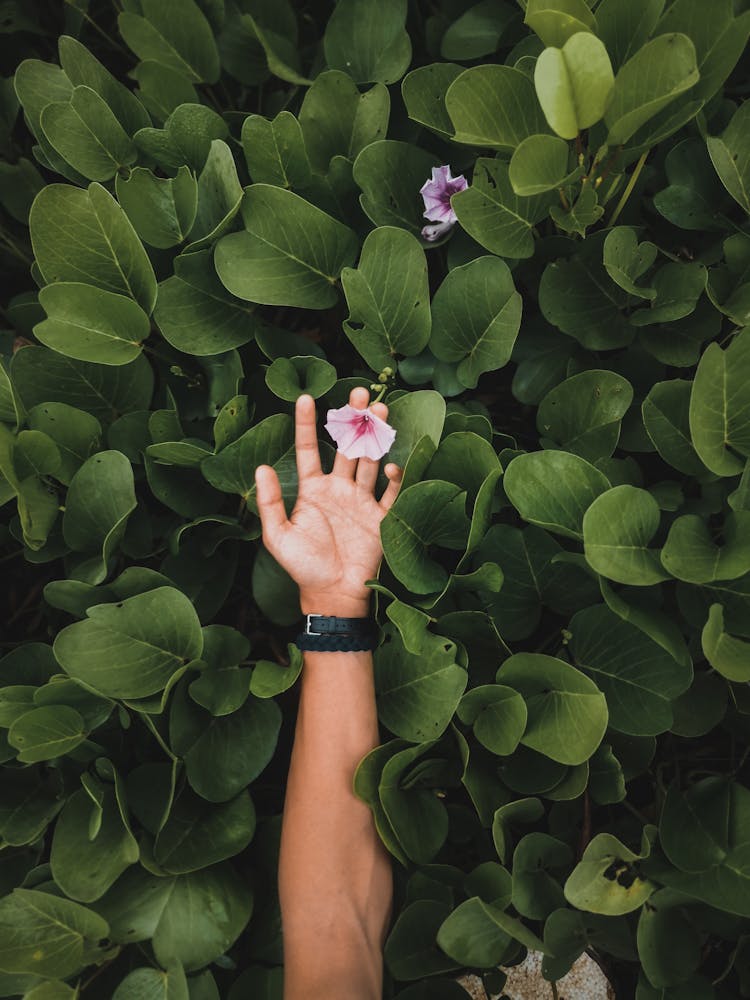 Person Holding Purple Flower