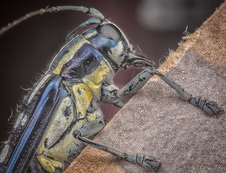 Detailed macro image of an Asian longhorn beetle highlighting its texture and color.