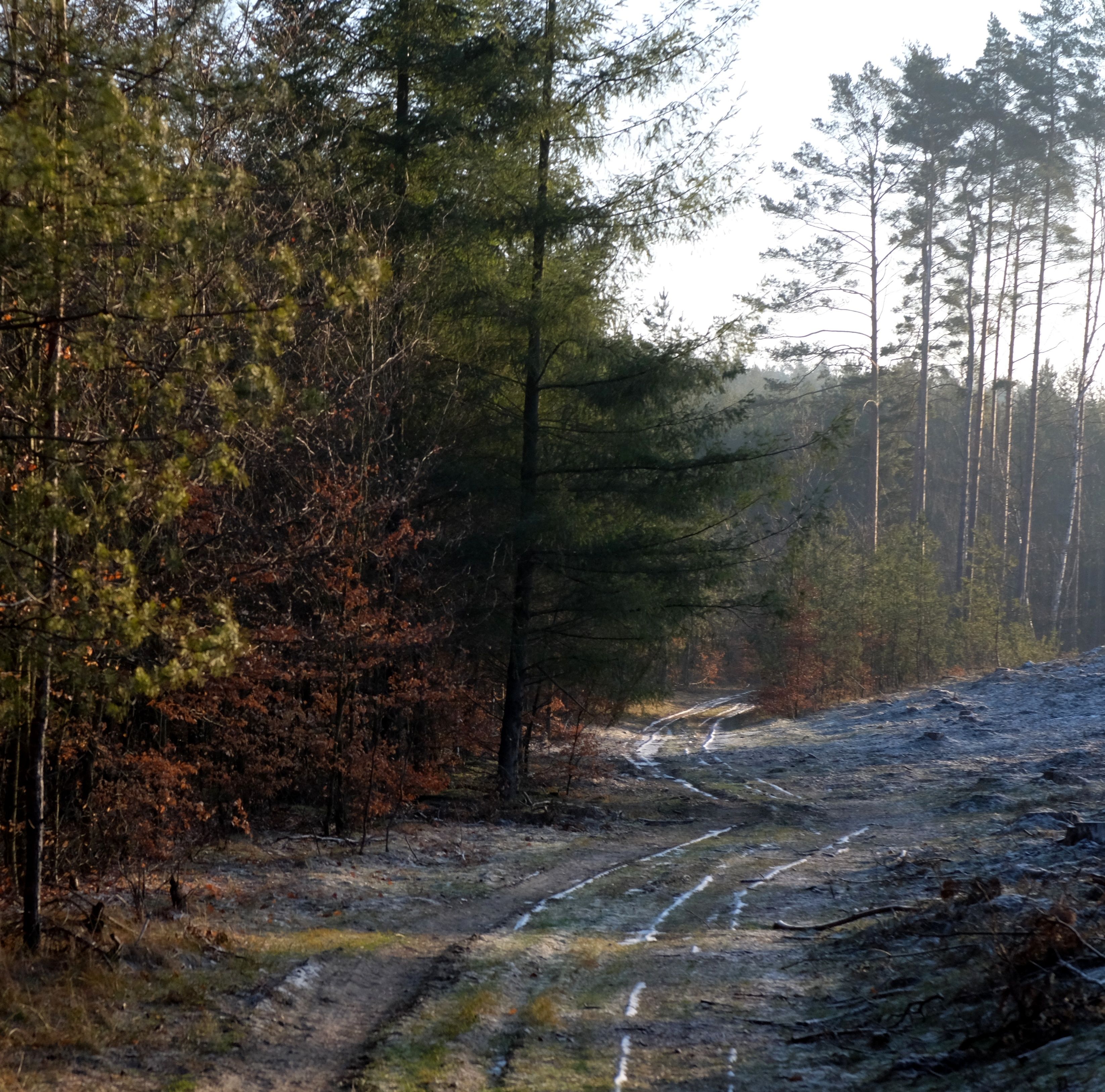 Scenic Forest Pathway in Early Winter Light · Free Stock Photo