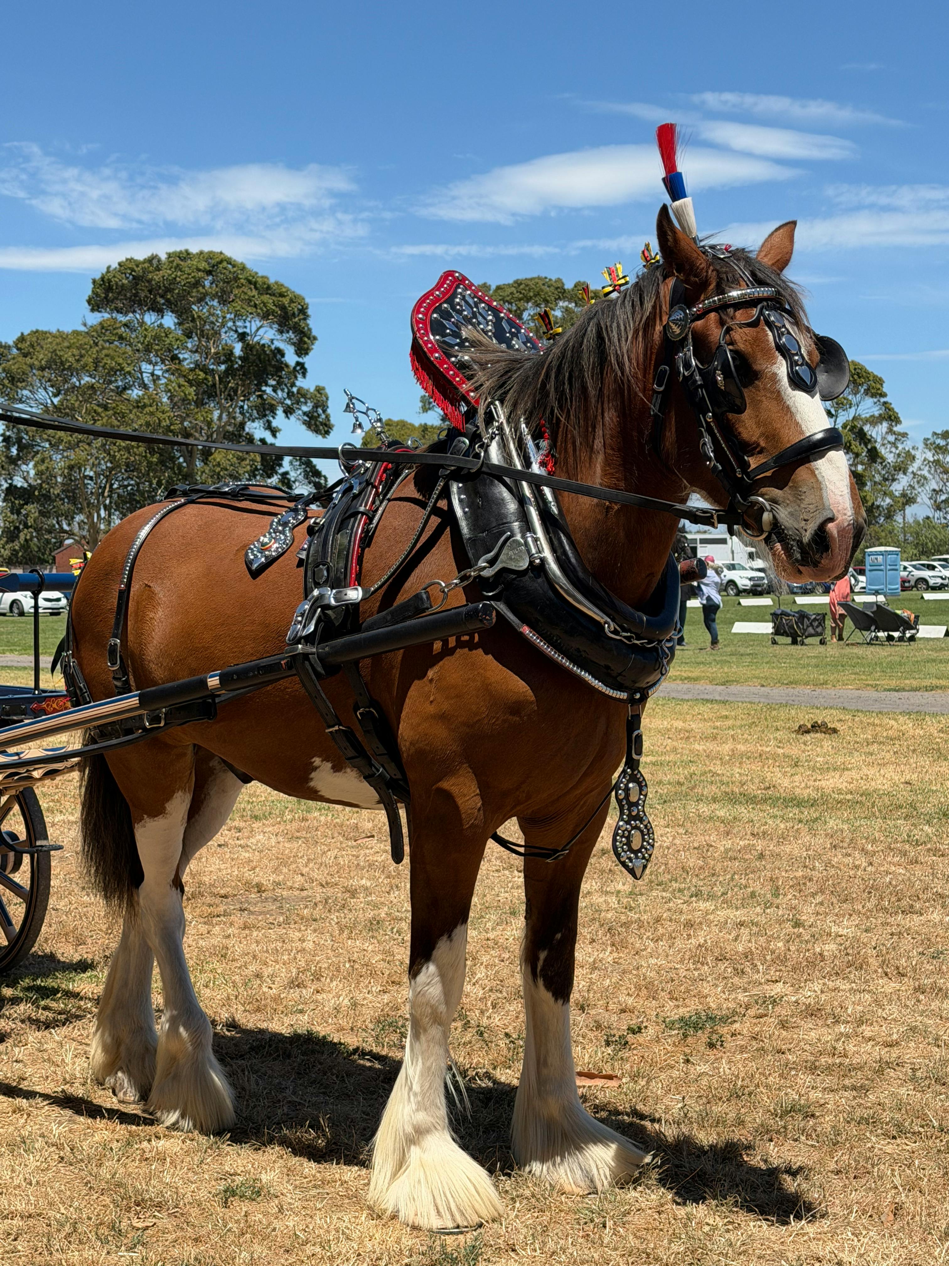 Suffolk Punch heavy horse in field