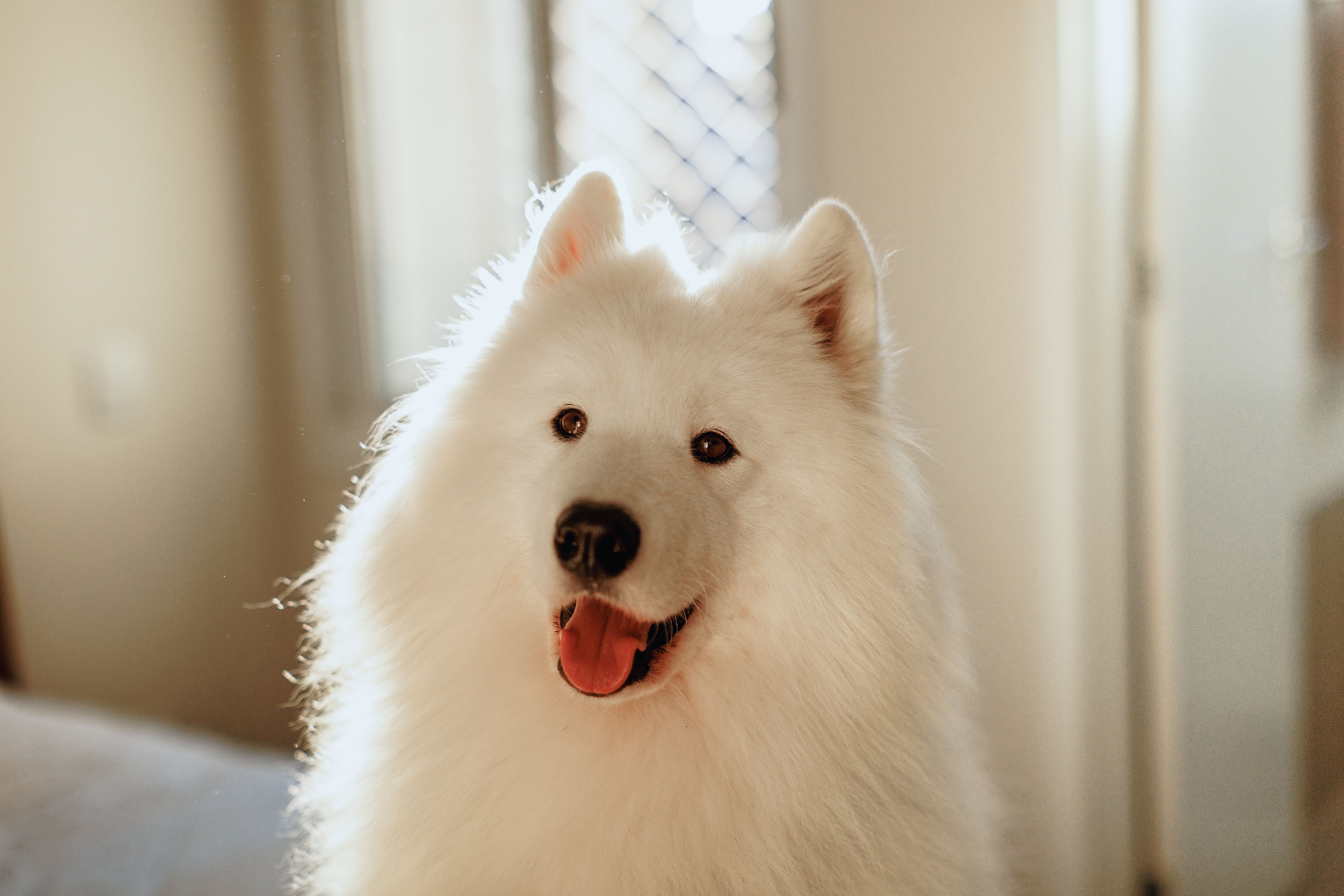 pet care, pet health, pet safety, pet grooming — Photo by Helena Lopes on Pexels