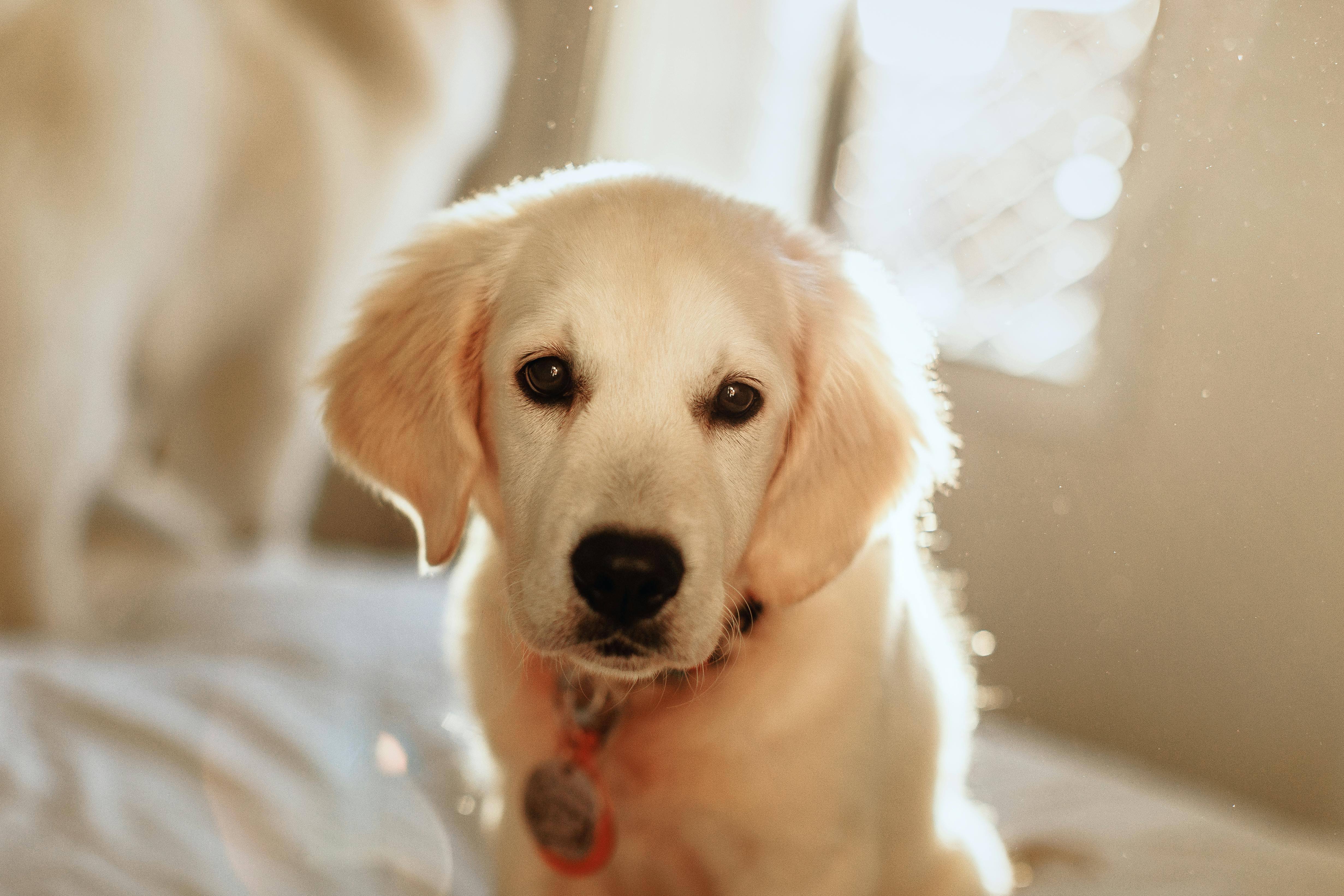 pet technology, pet technology companies, pet technology jobs, pet technology store, pet technology brain, pet technology mar