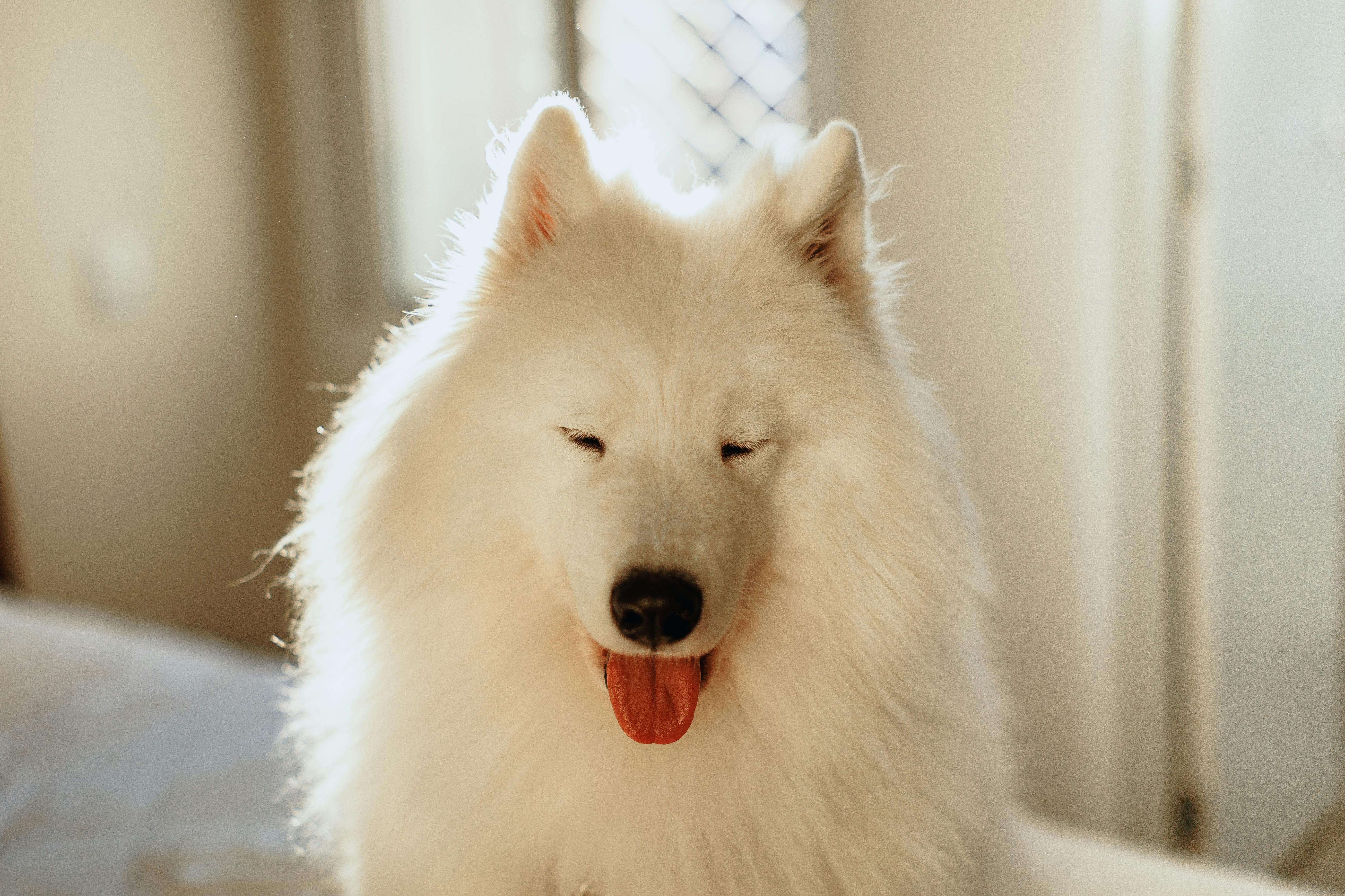Adorable Samoyed dog with tongue out enjoying sunlight indoors. Perfect pet portrait for dog lovers.