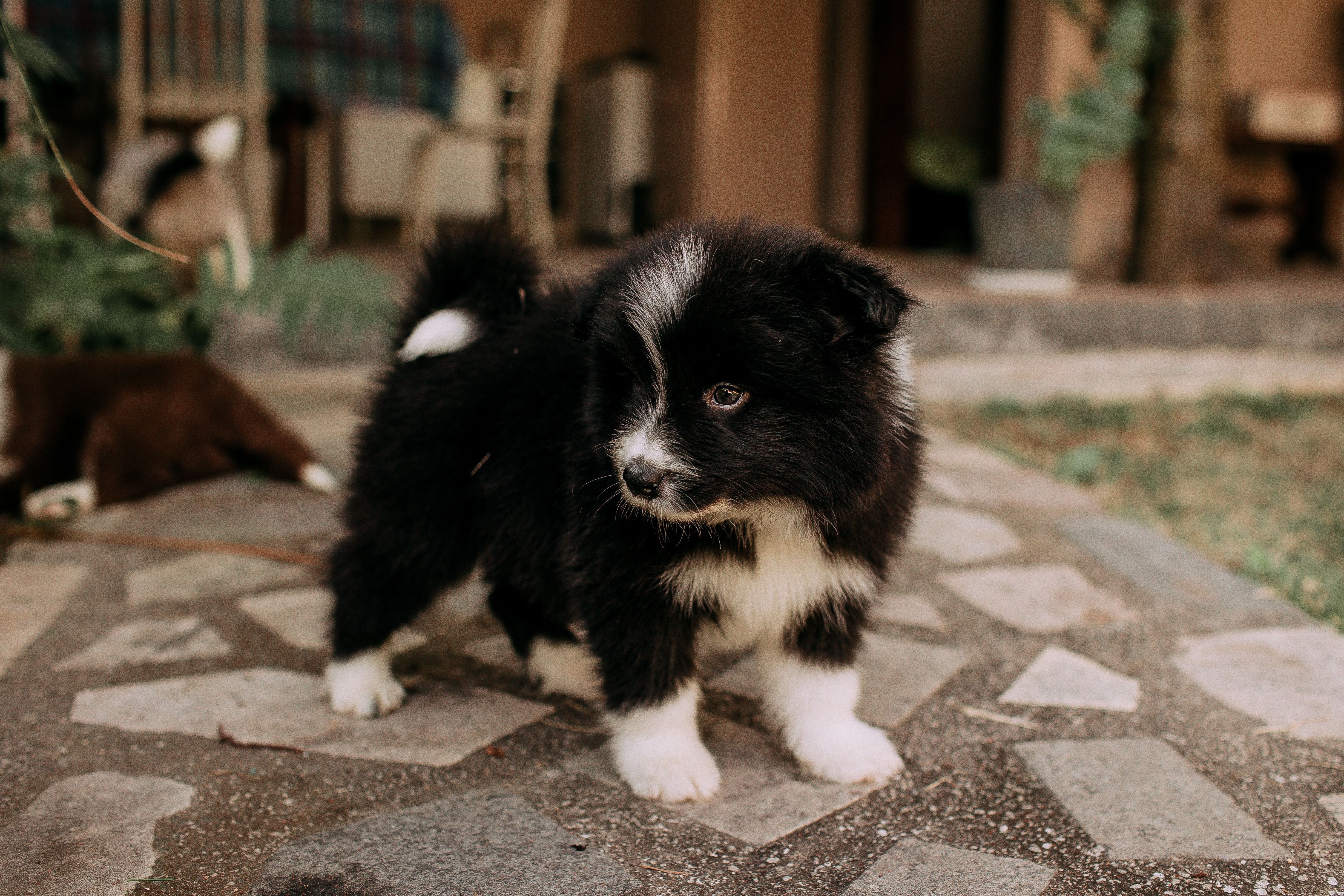 pet lifestyle centre — Photo by Helena Lopes on Pexels