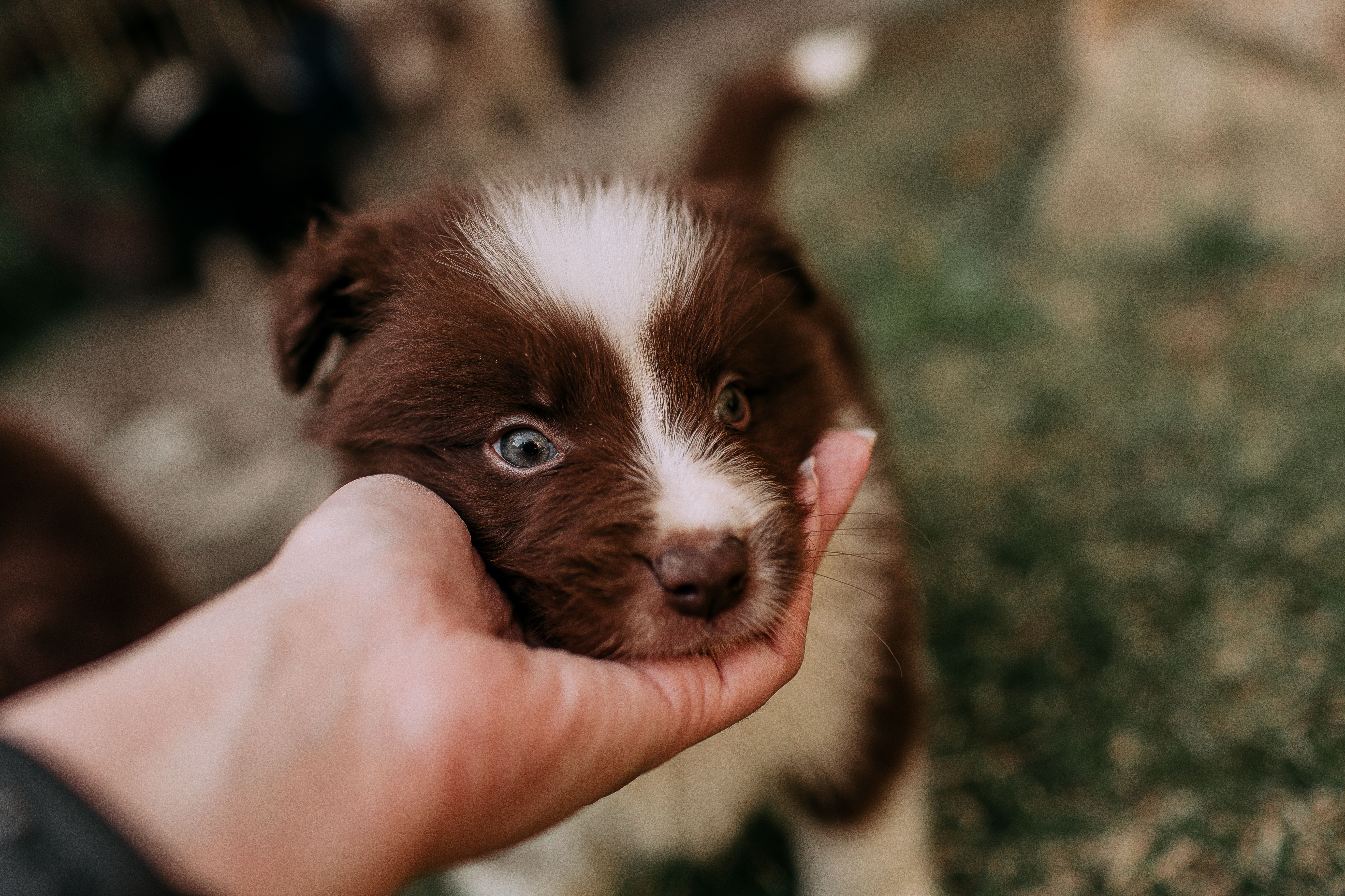 Animal Care Services Offers Pet Safety Tips for Easter — Photo by Helena Lopes on Pexels
