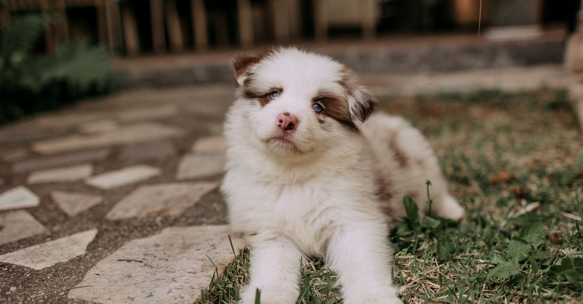 Detailed Best Australian Shepherd Dog Names breakdown with pricing and specifications