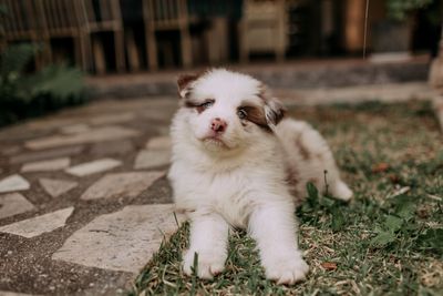 Australian shepherd – hundras