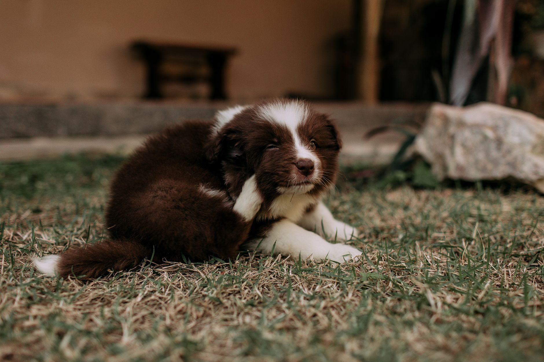 Flea Infestations: Understanding, Identification, and Control for Indian Homes