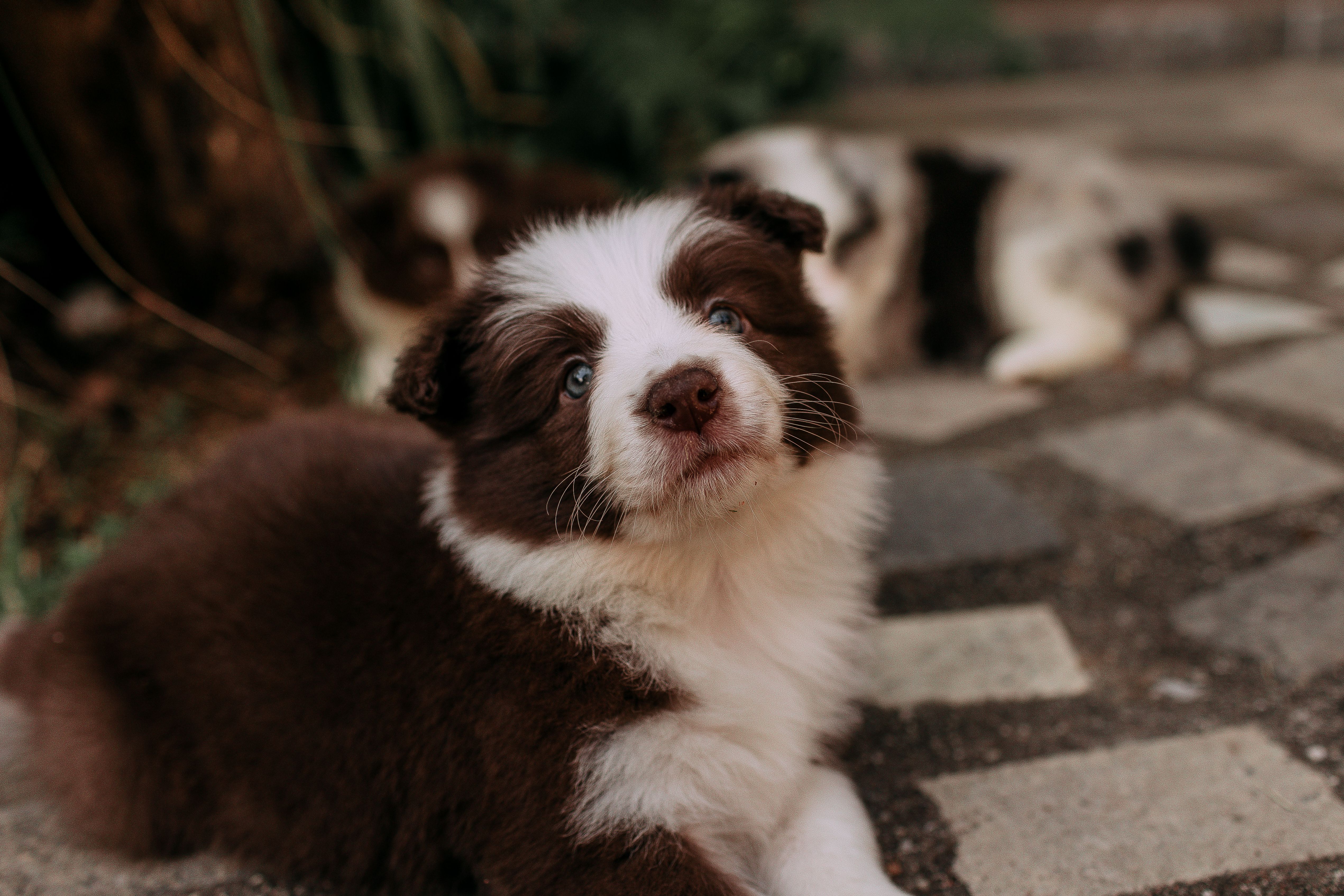Cute brown and white Border Collie puppy lying on a stone path outdoors.