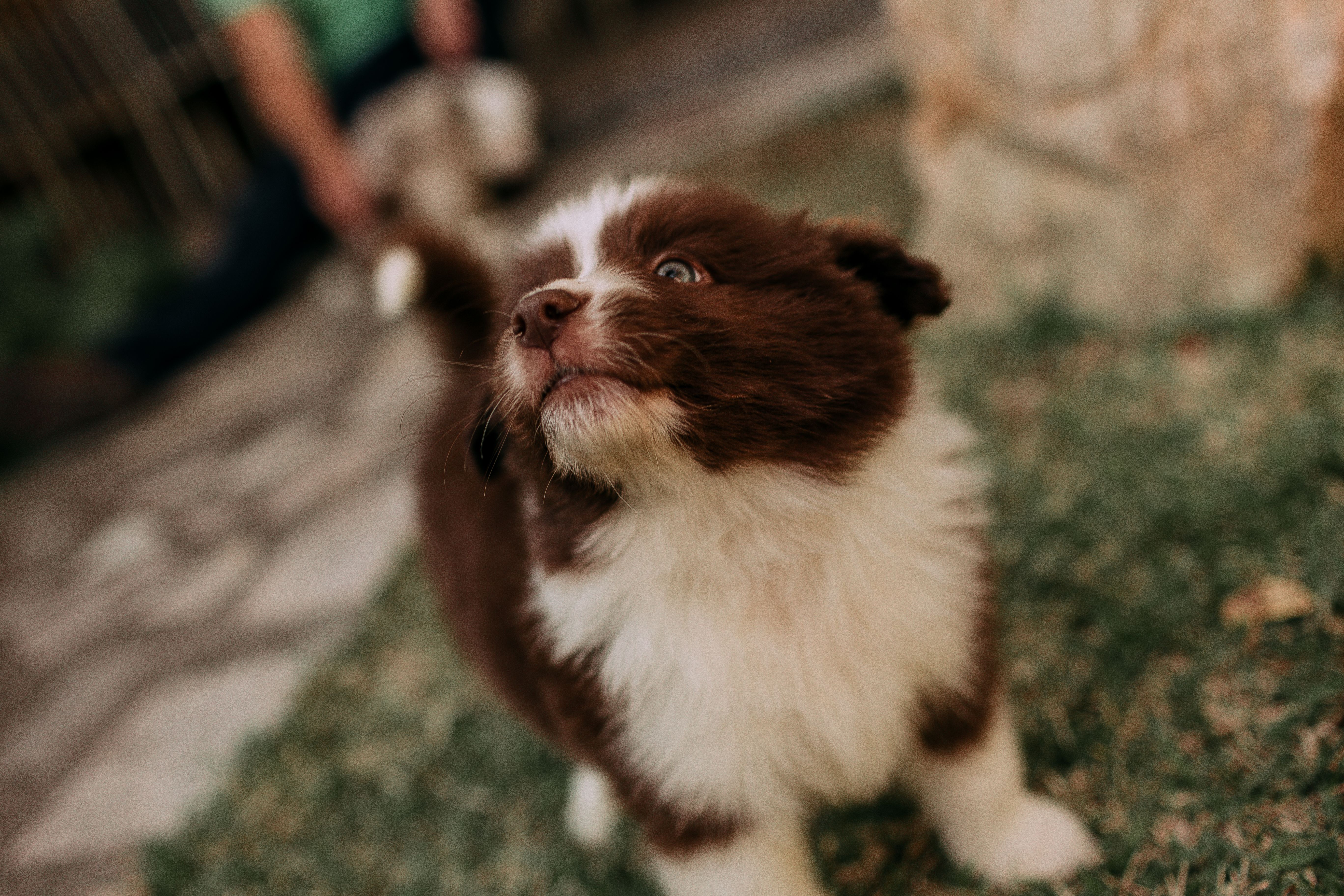 Buy Puppies Online In Hobart: Responsible Buying Guide