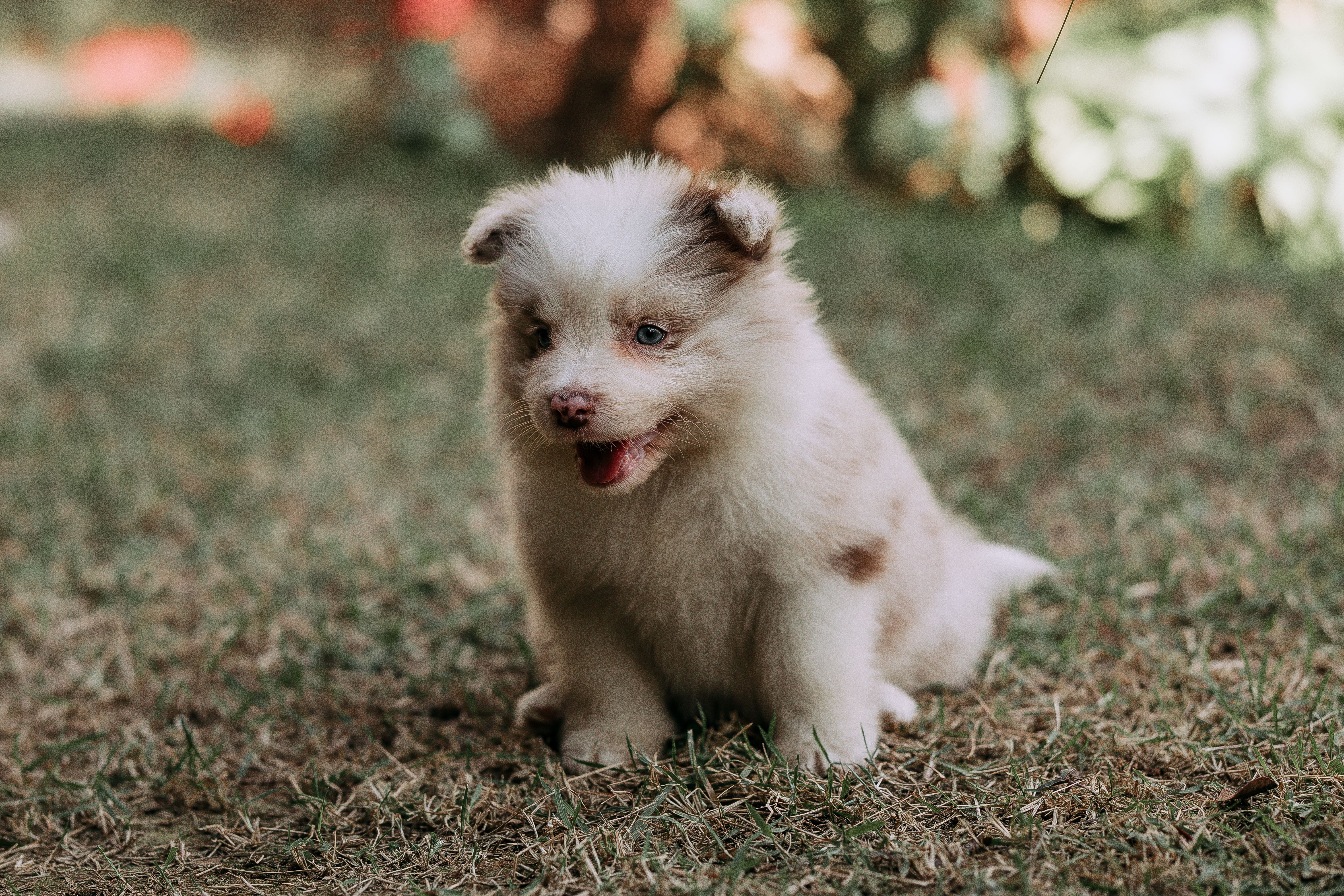 Adorable Fluffy Puppy Sitting on Grass Lawn · Free Stock Photo