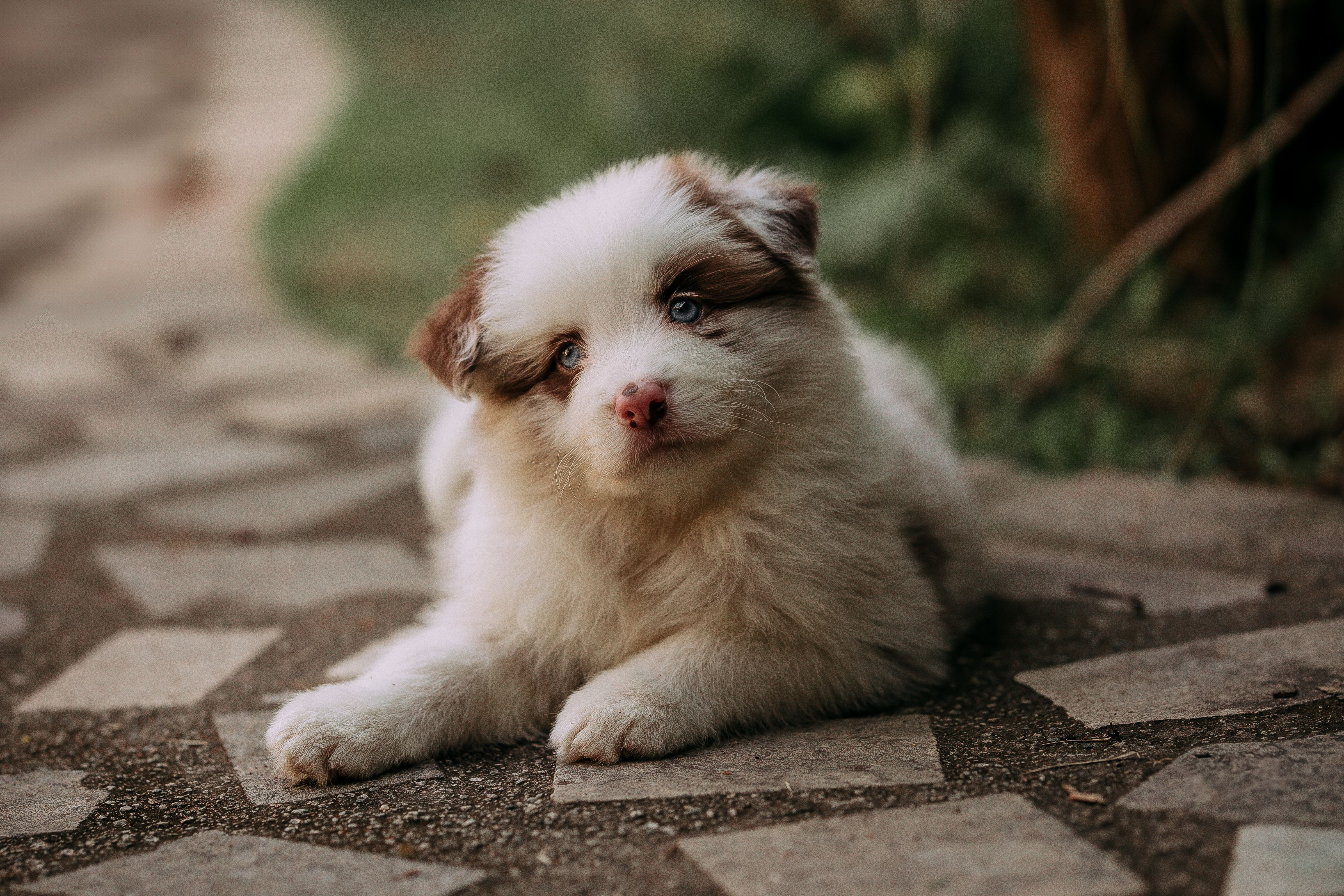 pet care, pet health, pet safety, pet grooming — Photo by Helena Lopes on Pexels