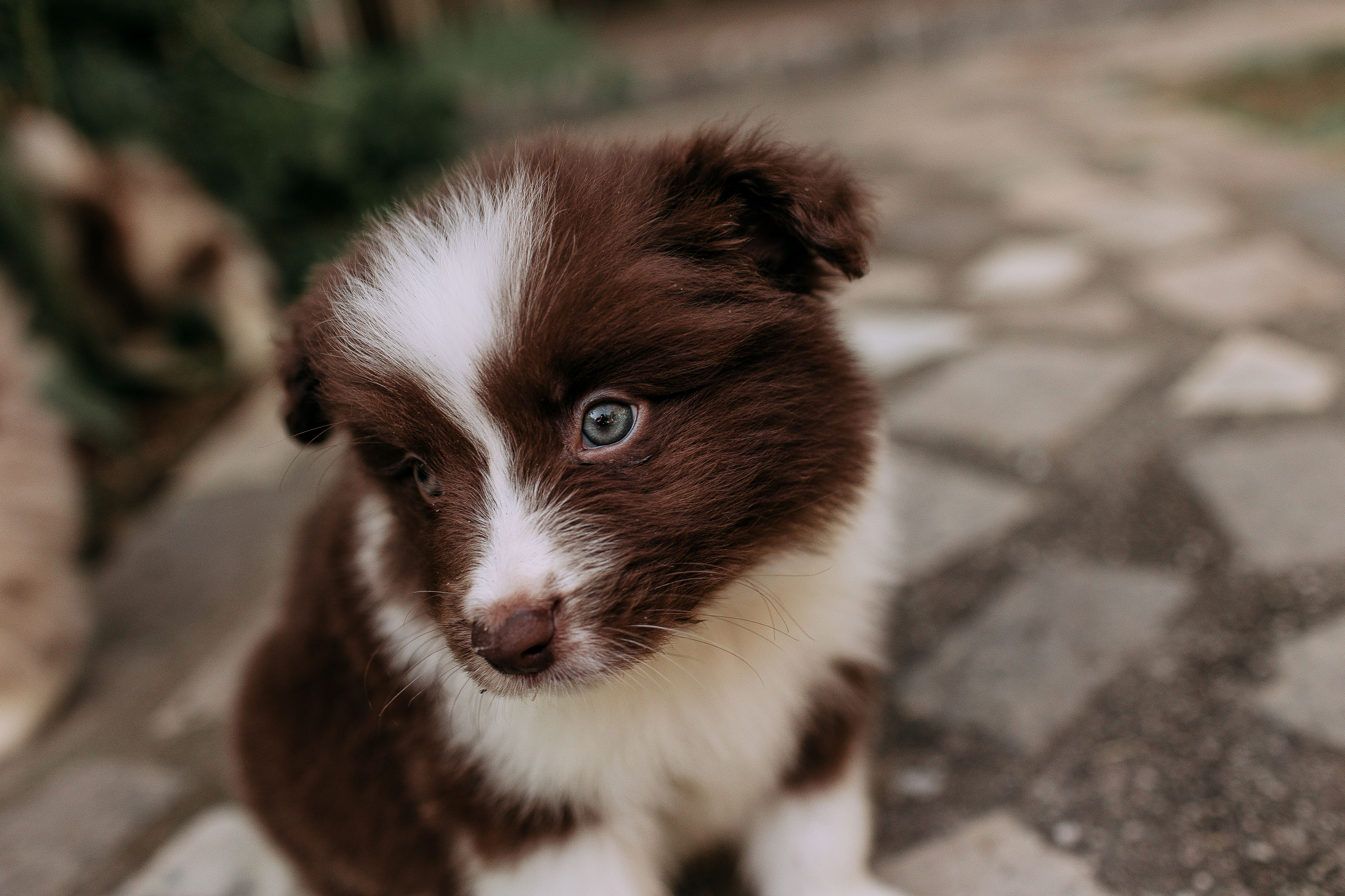 pet insurance pet wellness — Photo by Helena Lopes on Pexels