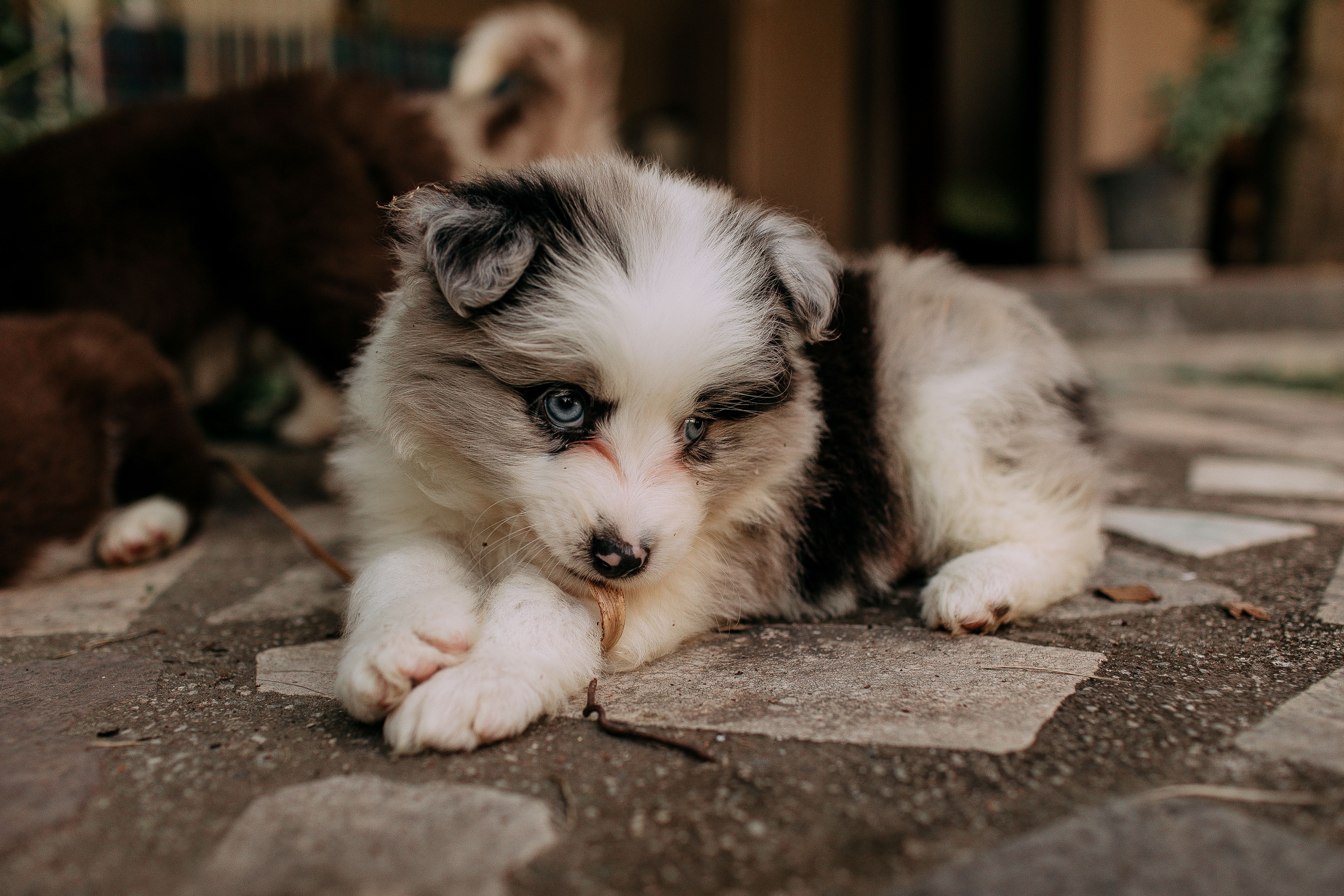 Alimentazione per cani