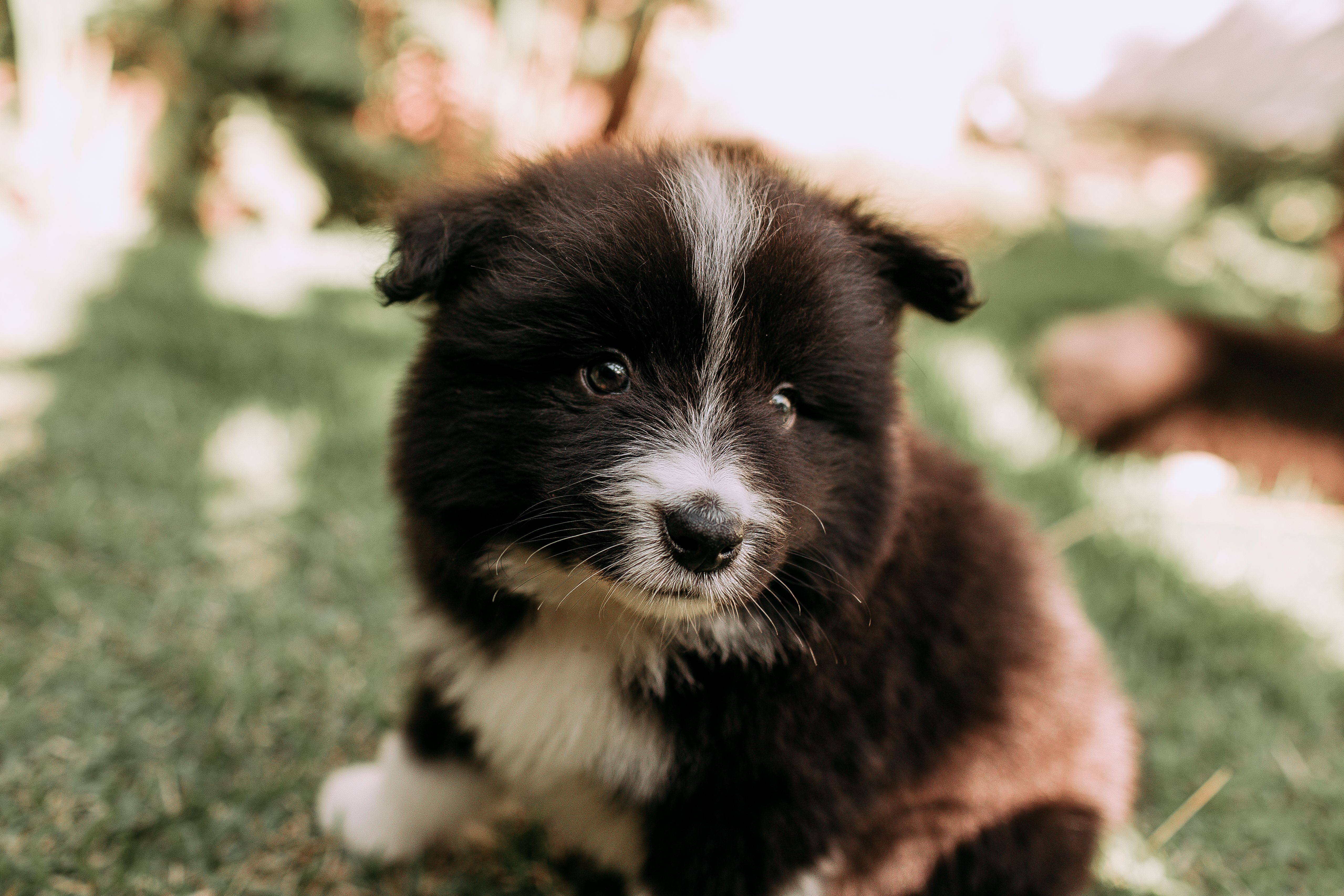 Buy Puppies Online In Bathurst: Responsible Buying Guide