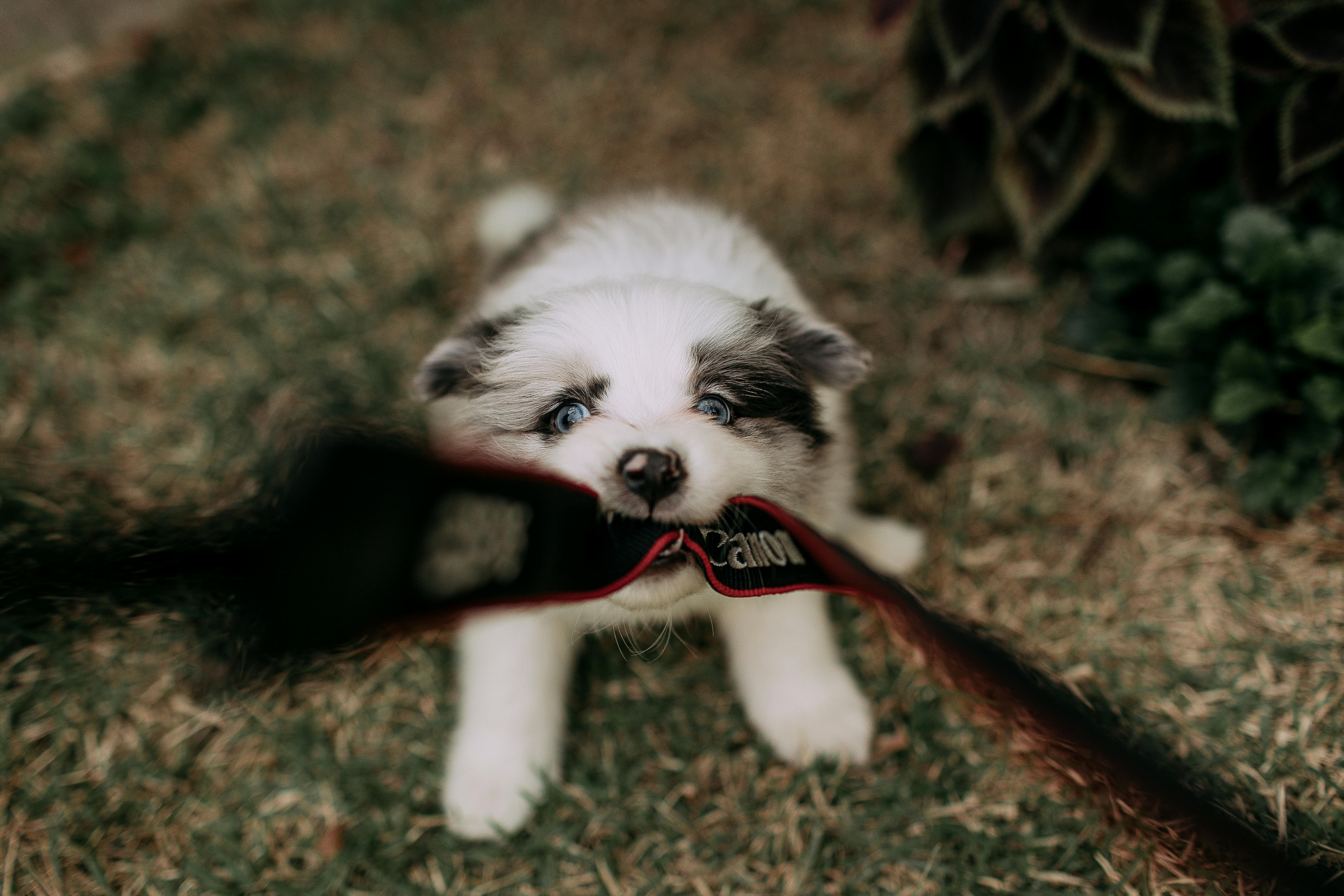 pet care, pet health, pet safety, pet grooming — Photo by Helena Lopes on Pexels