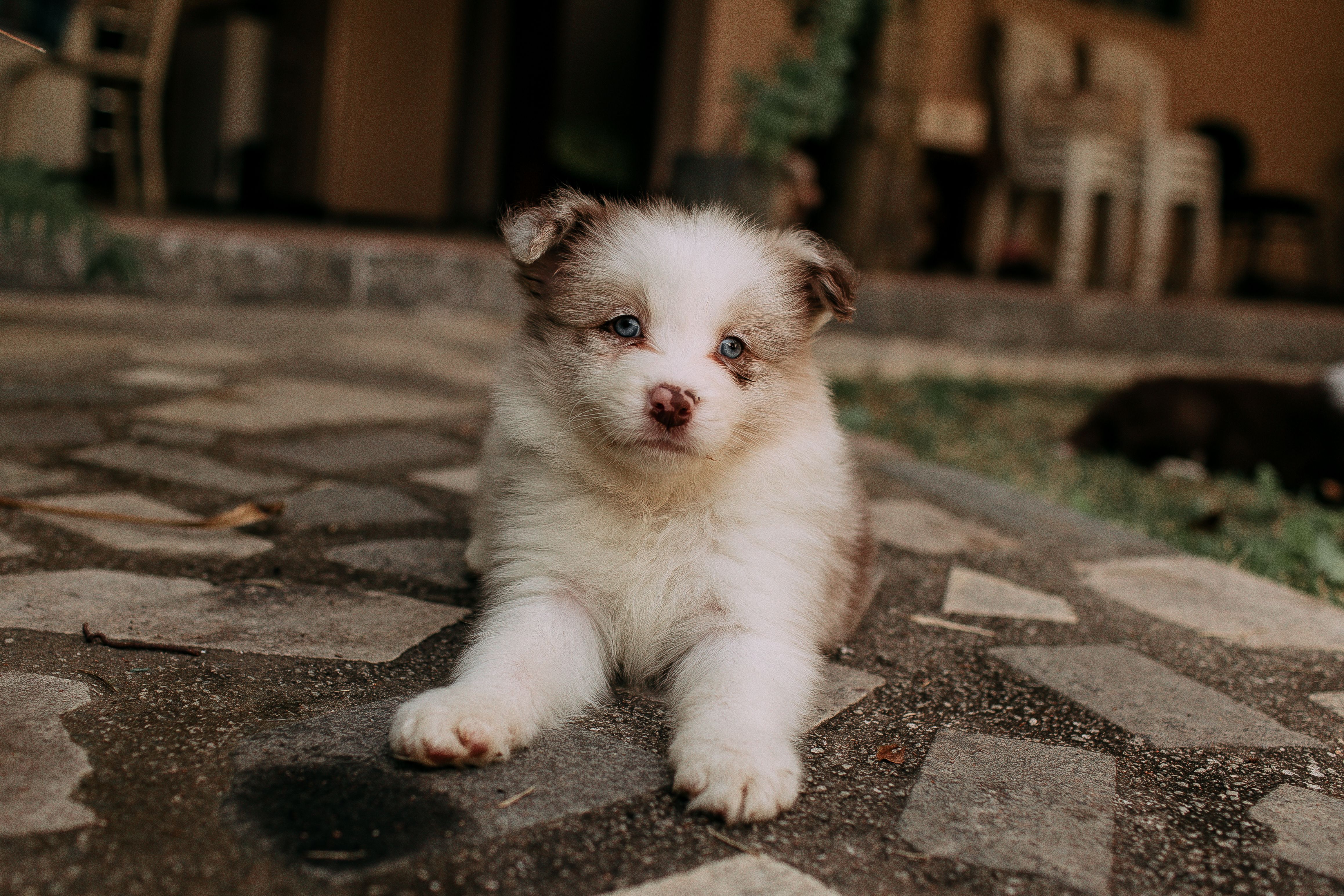 pet care pet safety — Photo by Helena Lopes on Pexels
